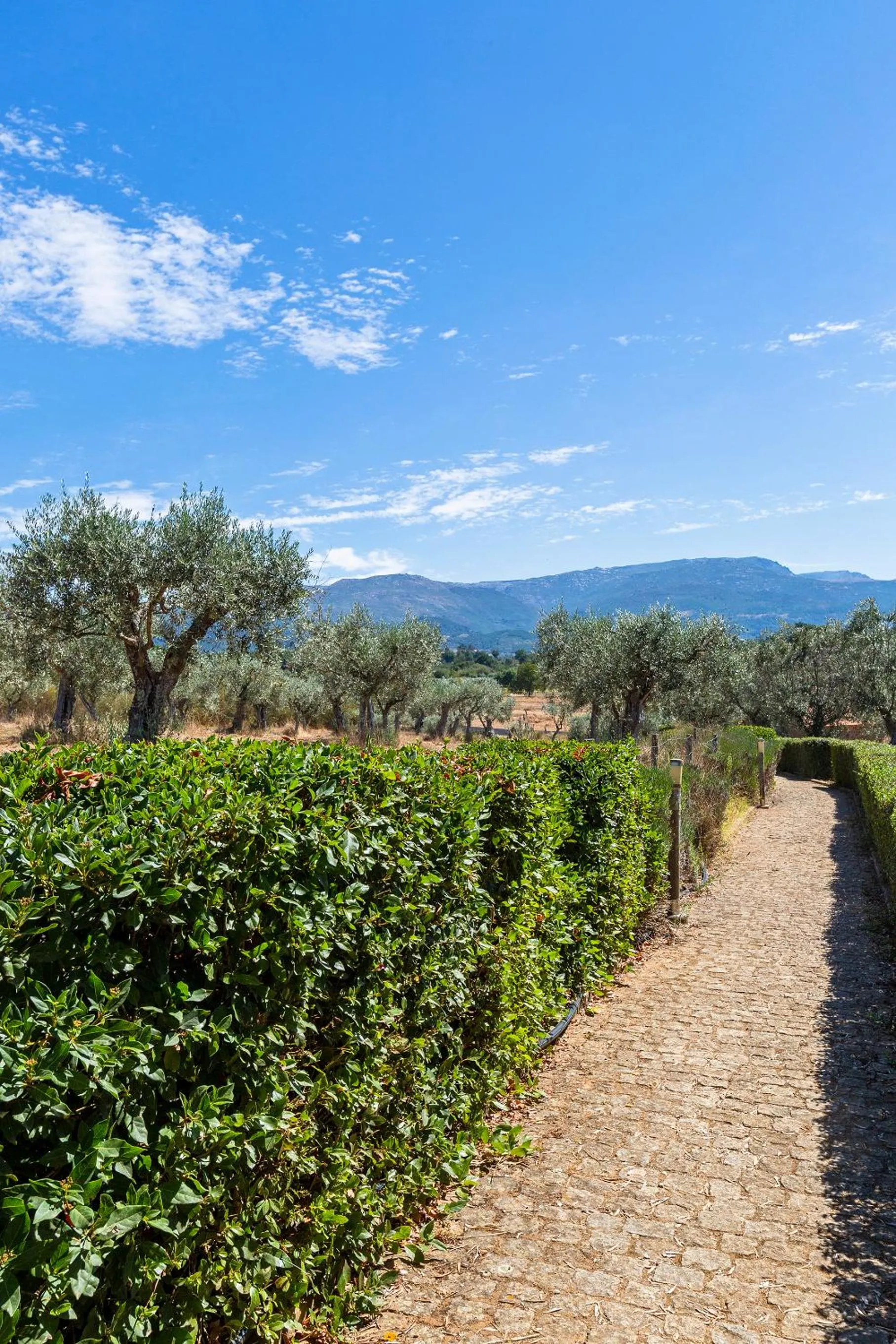 Quinta do Chão da Vinha