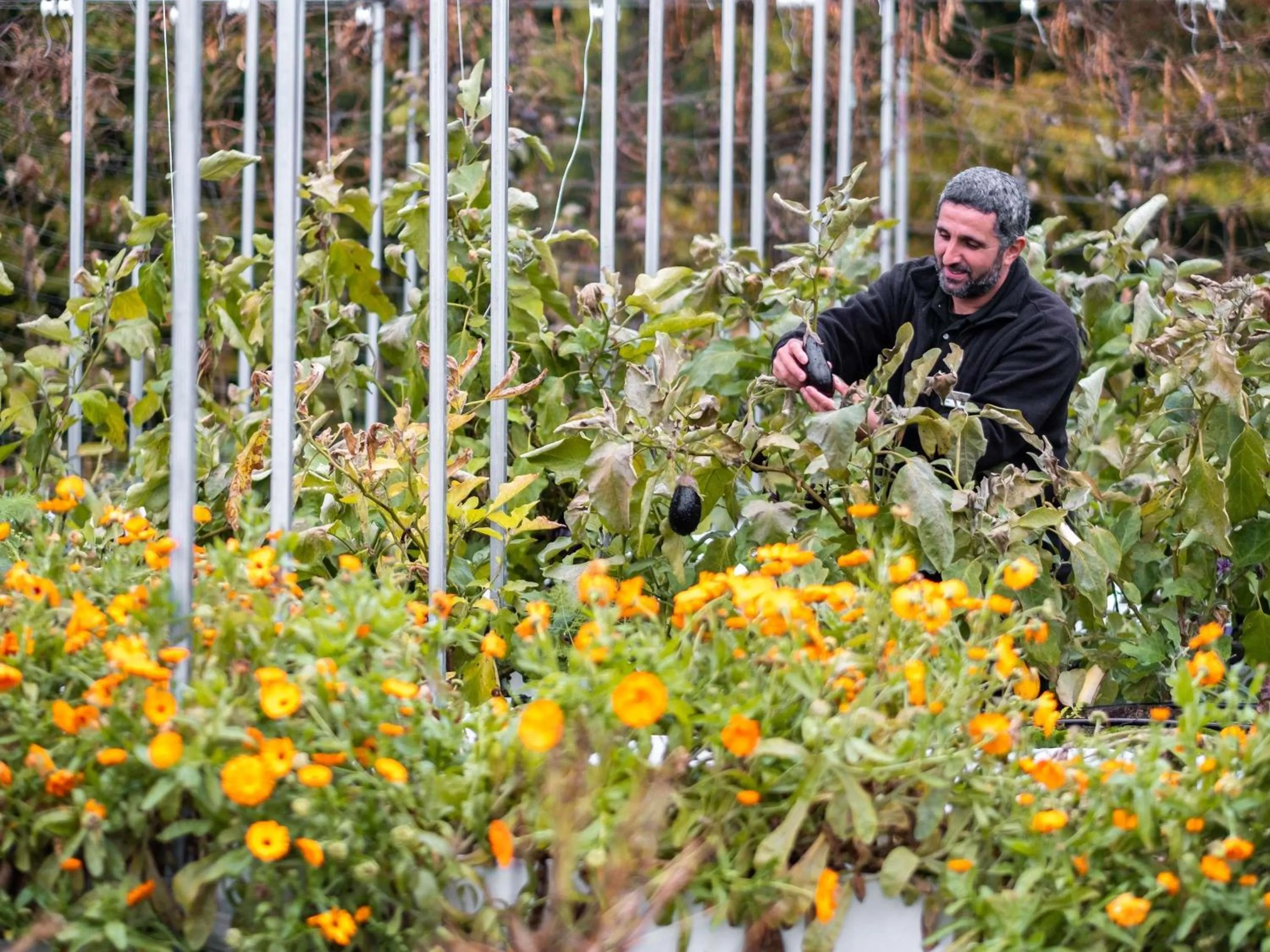 Restaurant/places to eat in Mercure Chantilly Resort & Conventions