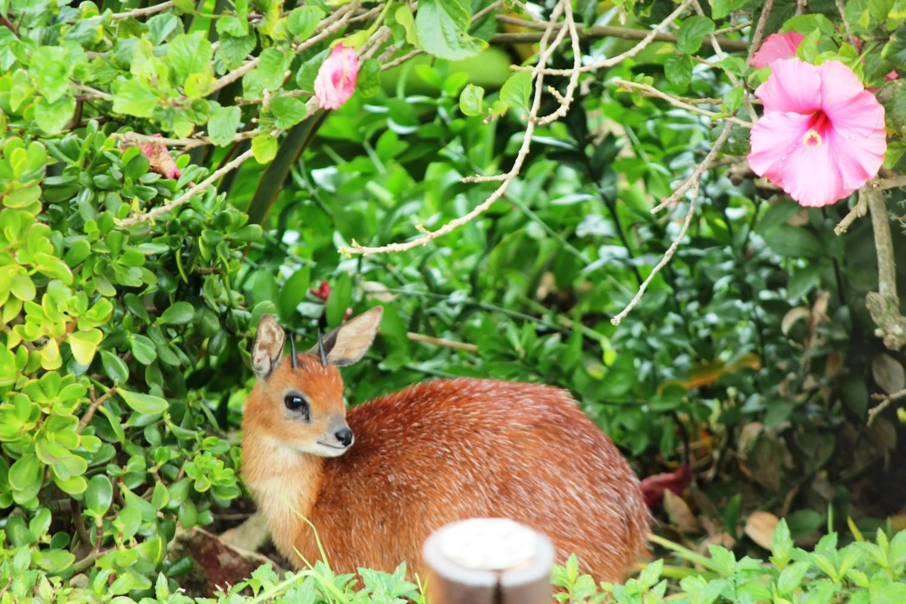 Garden view in Beach Break B&B - Deluxe Suites