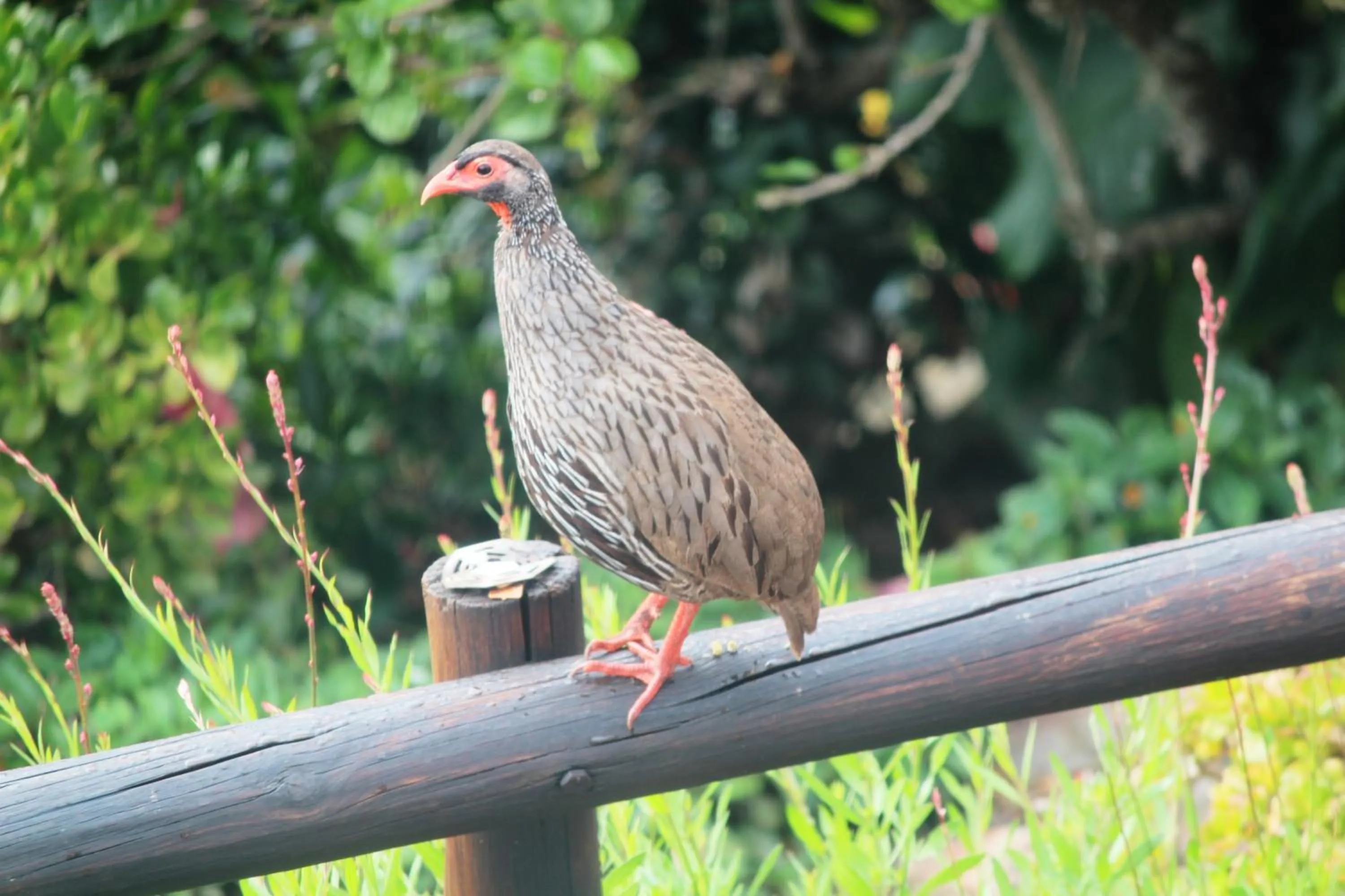 Garden view in Beach Break B&B - Deluxe Suites