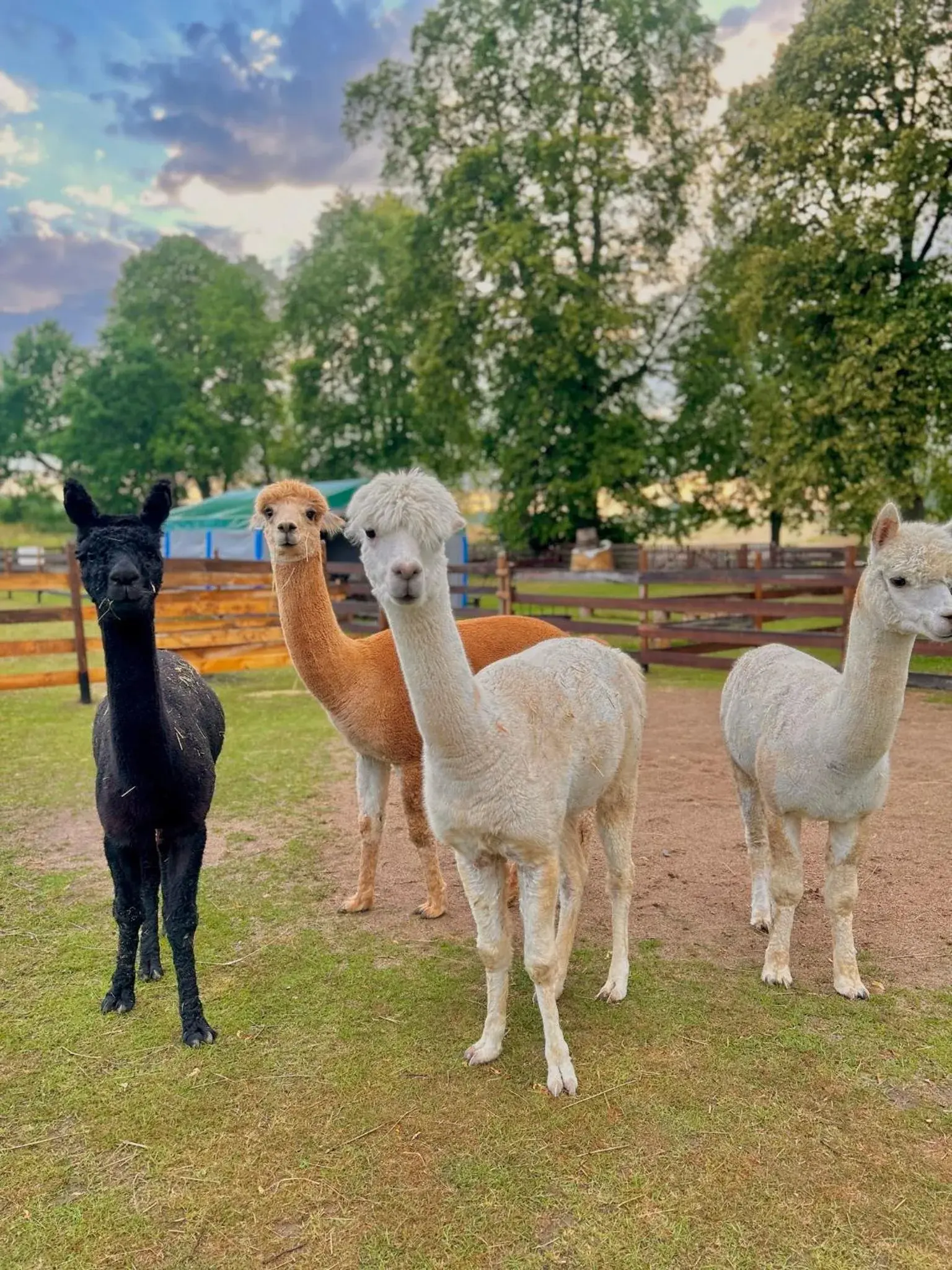 Wypoczynek pod Lipami Wypoczynek pod Lipami