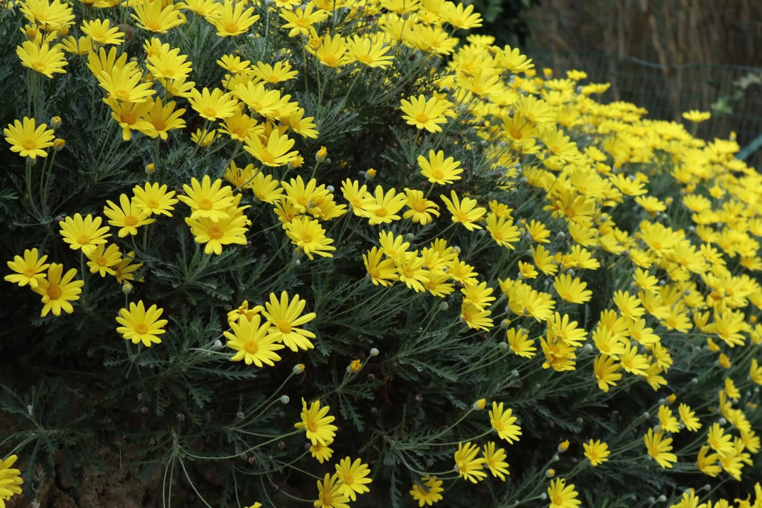 Spring in Suite con vista