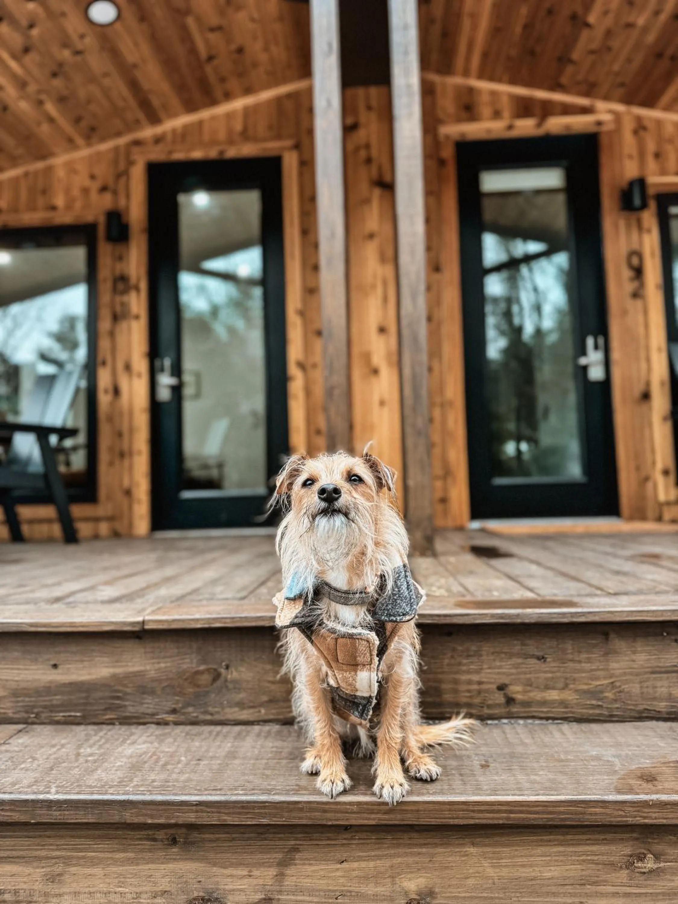 pet friendly in Pine Mountain Resort