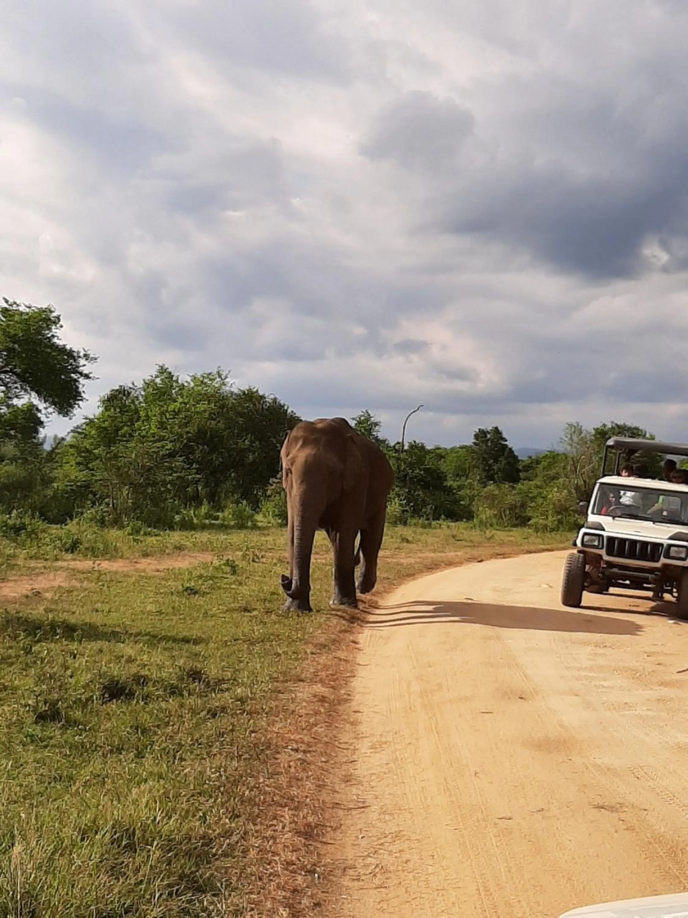 Animals in Elephant Lodge