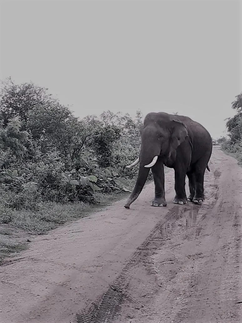 Animals in Elephant Lodge