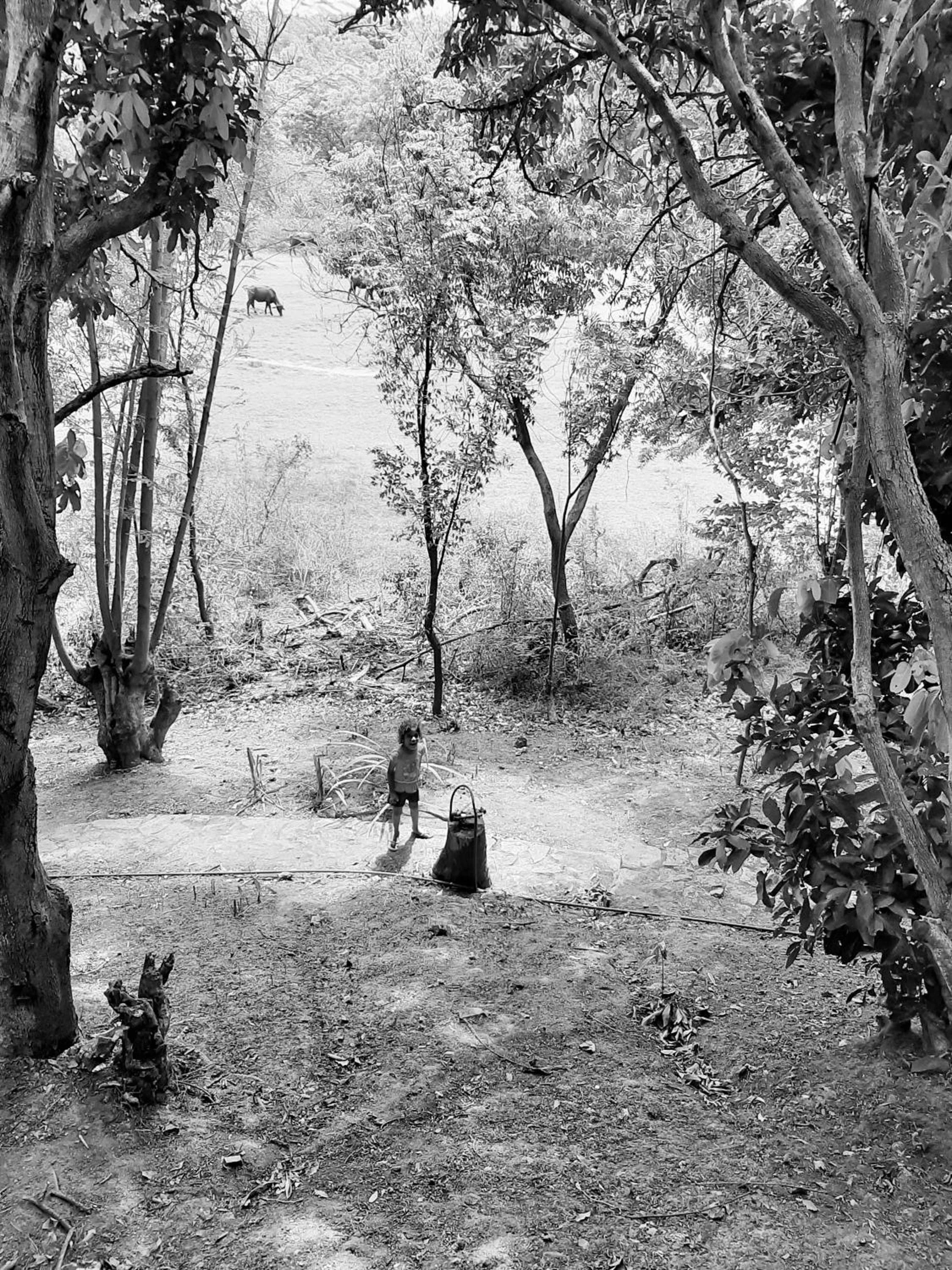 Garden in Elephant Lodge