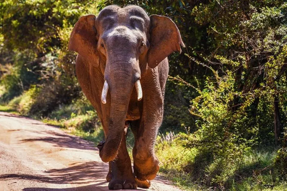 Activities in Elephant Lodge