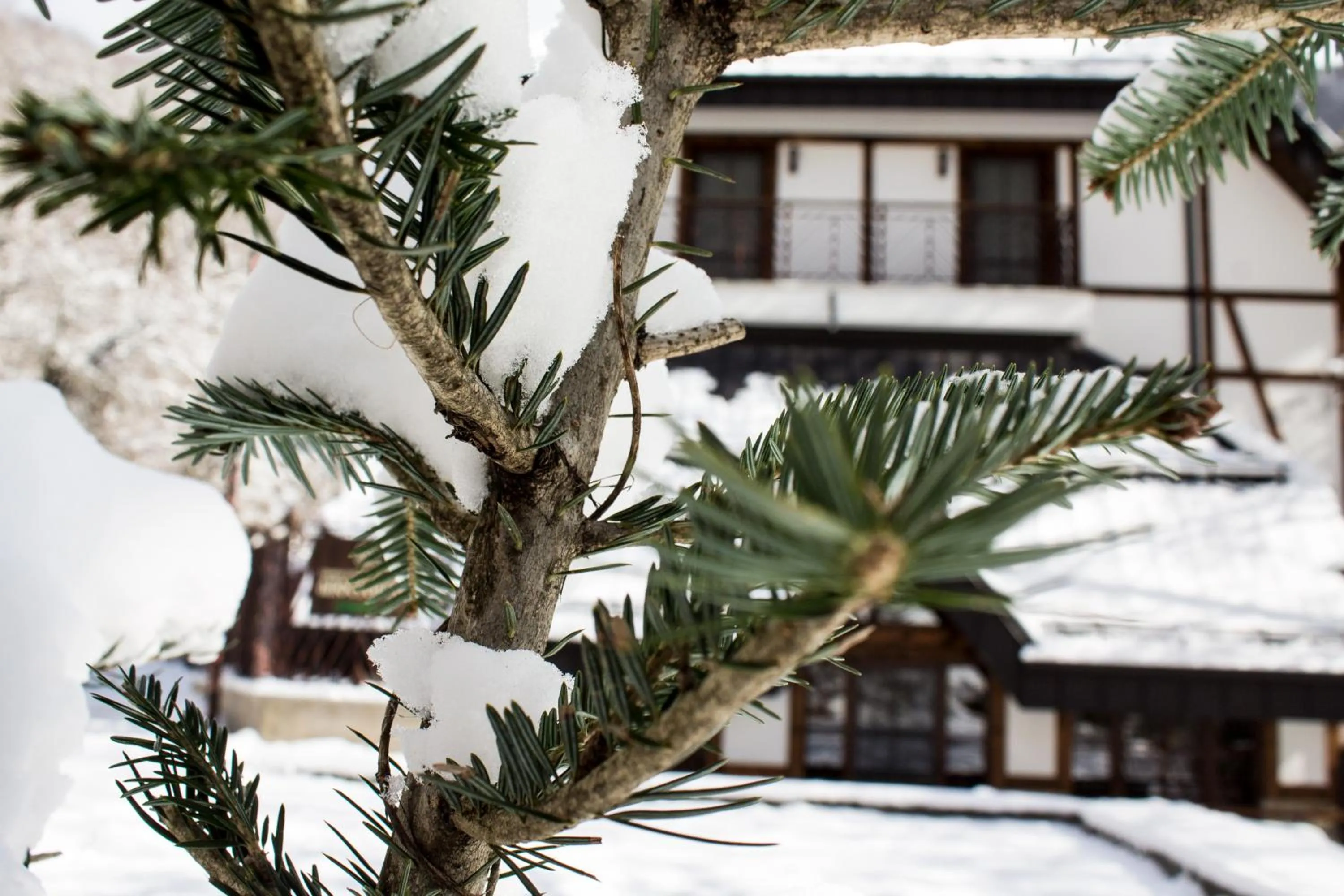 Winter in Hotel Apostolite