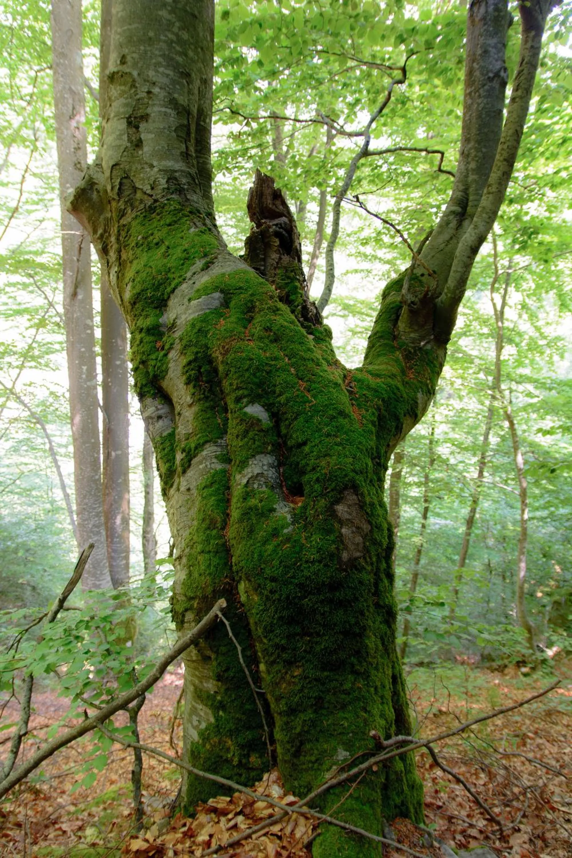 Hiking in Hotel Apostolite