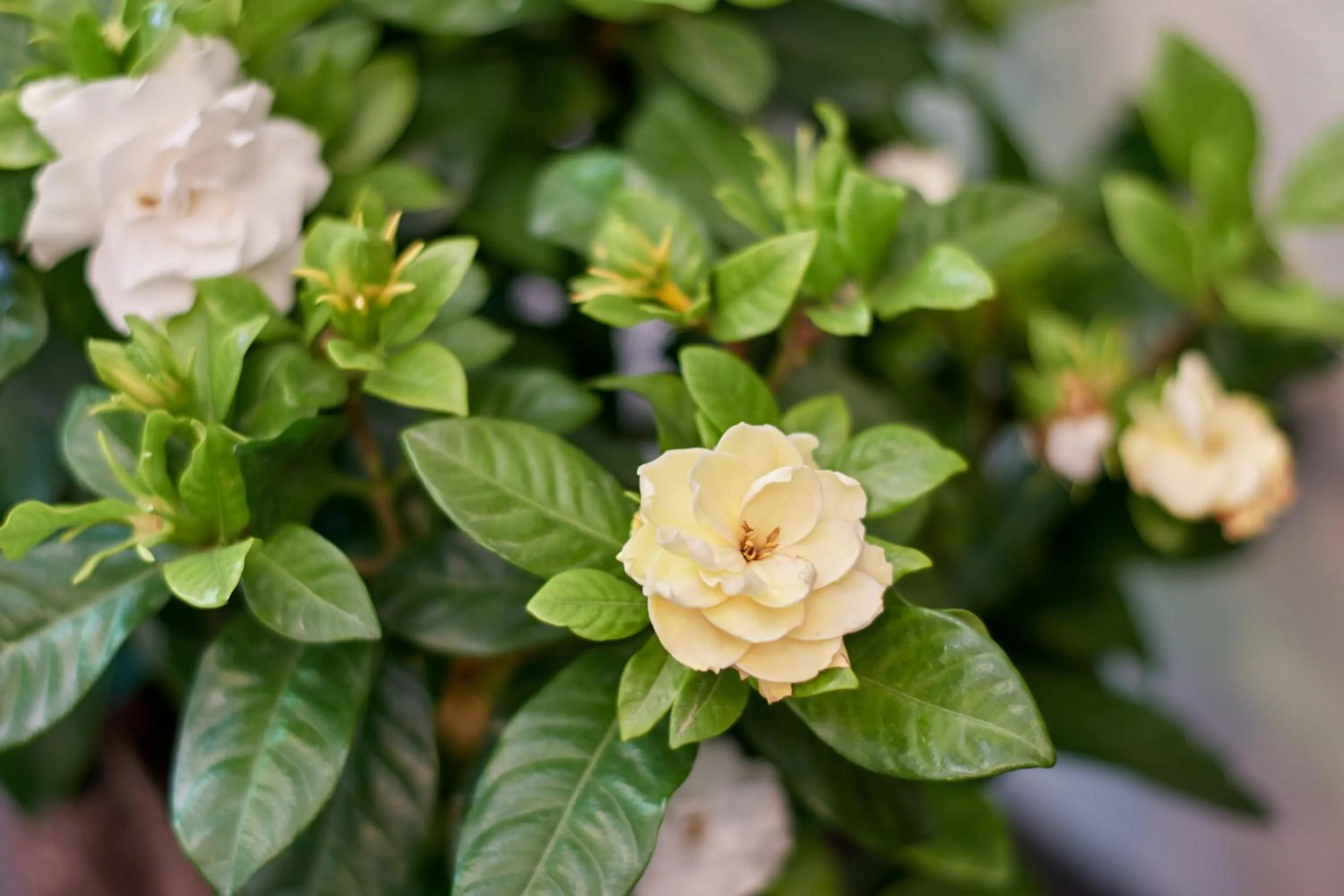 Spring in Hotel Apostolite