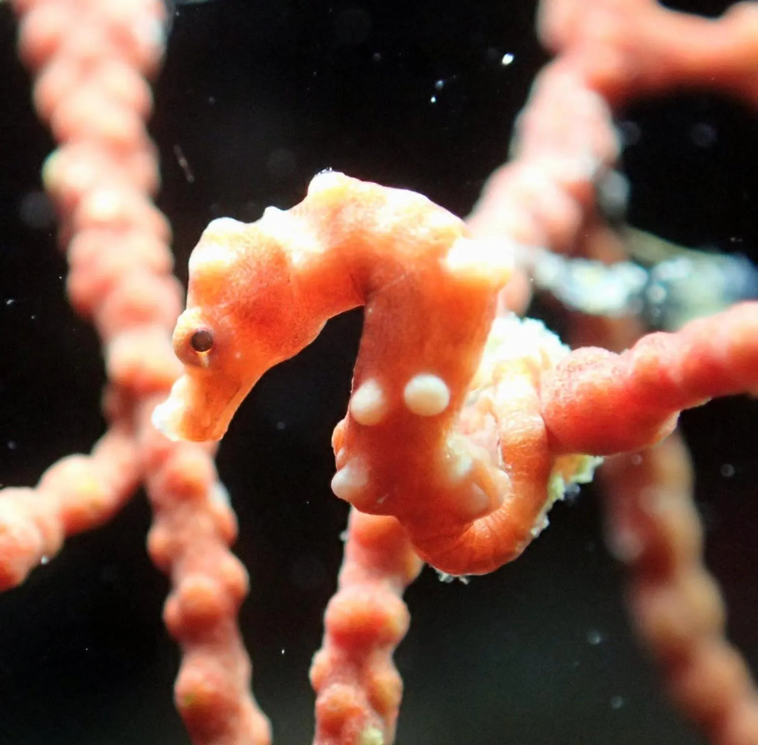 Love's Beach & Dive Resort