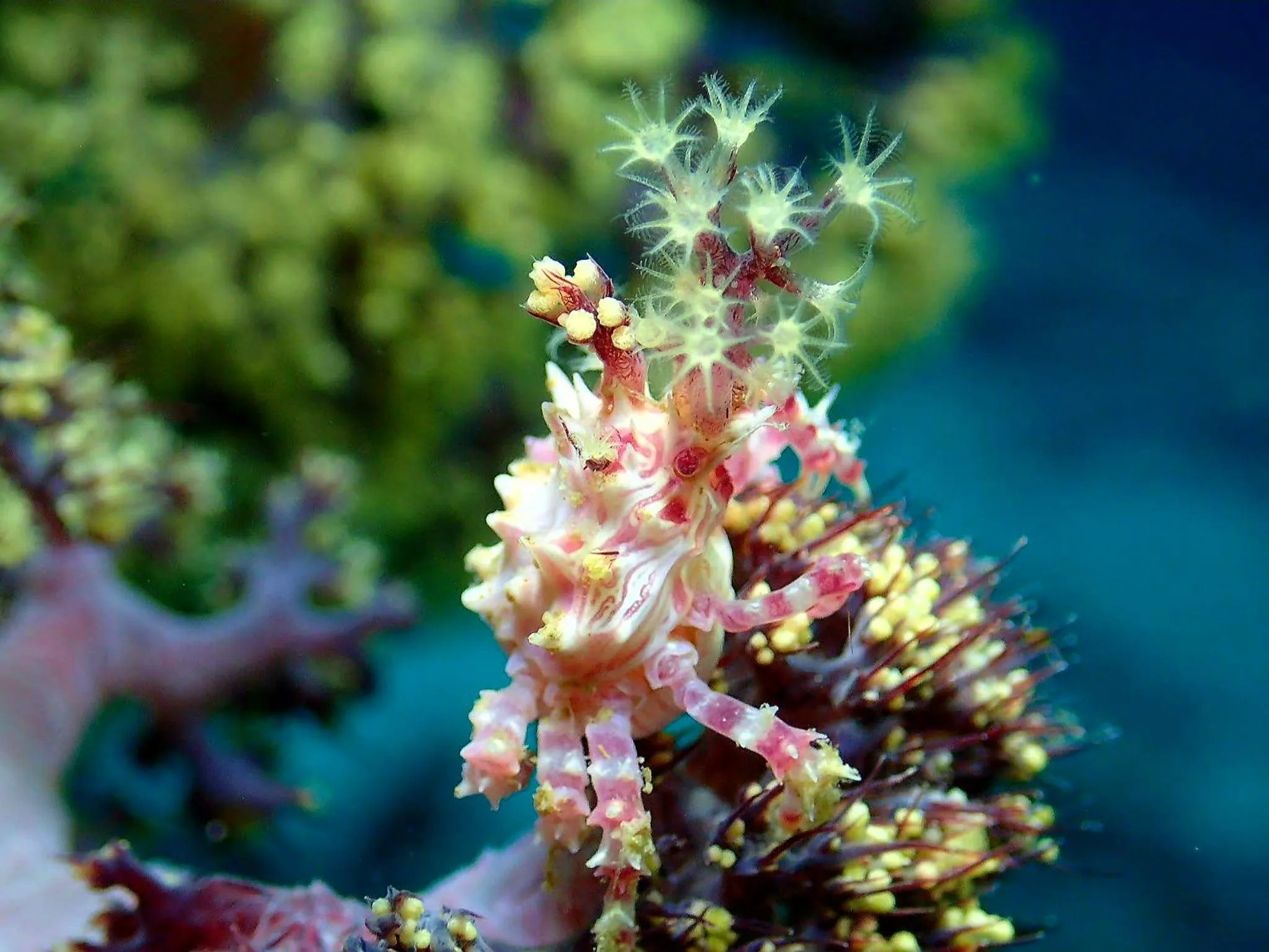 Love's Beach & Dive Resort