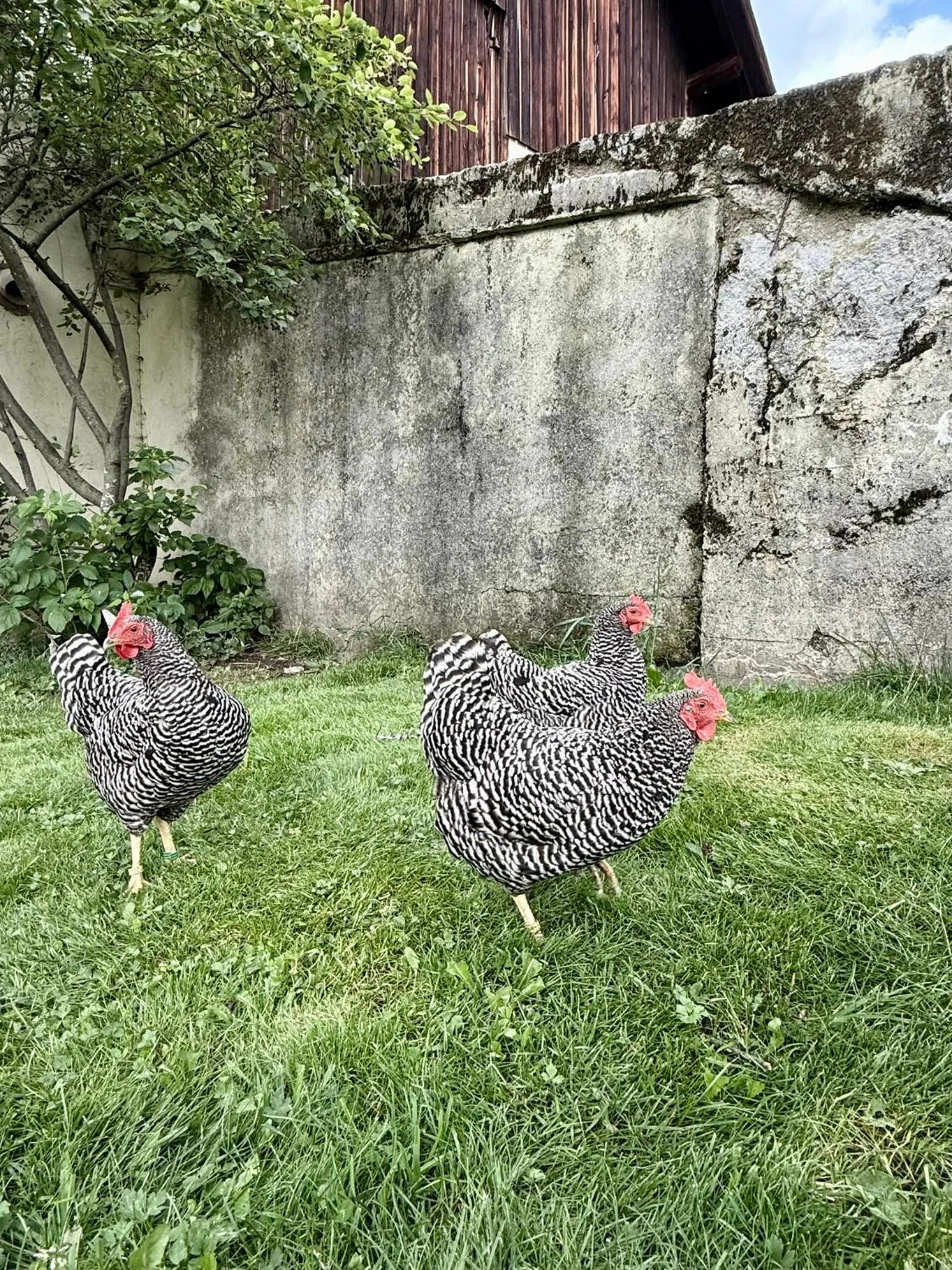 Pension Möslehnerhof