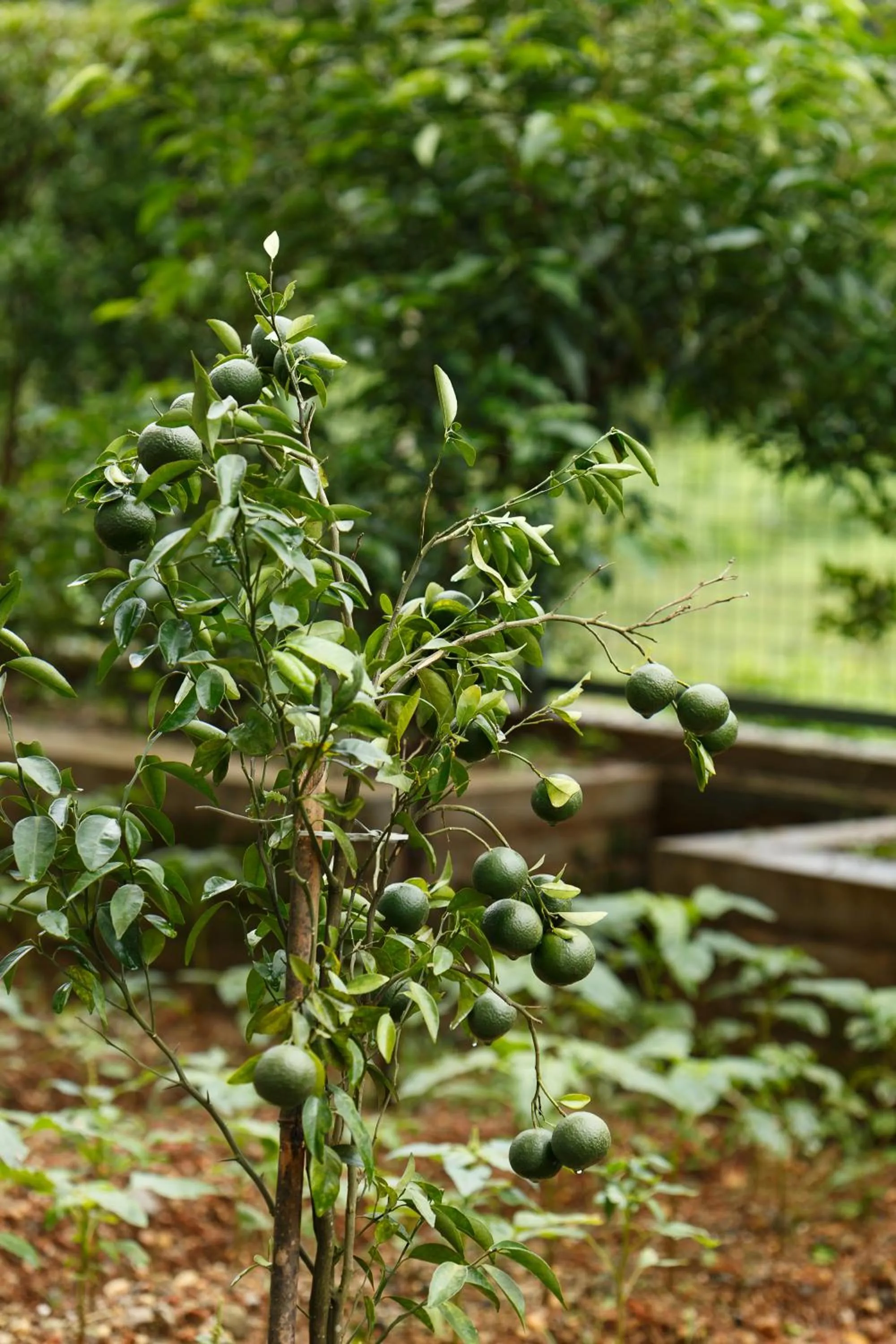Garden in The Sanihara Hotel & Resort