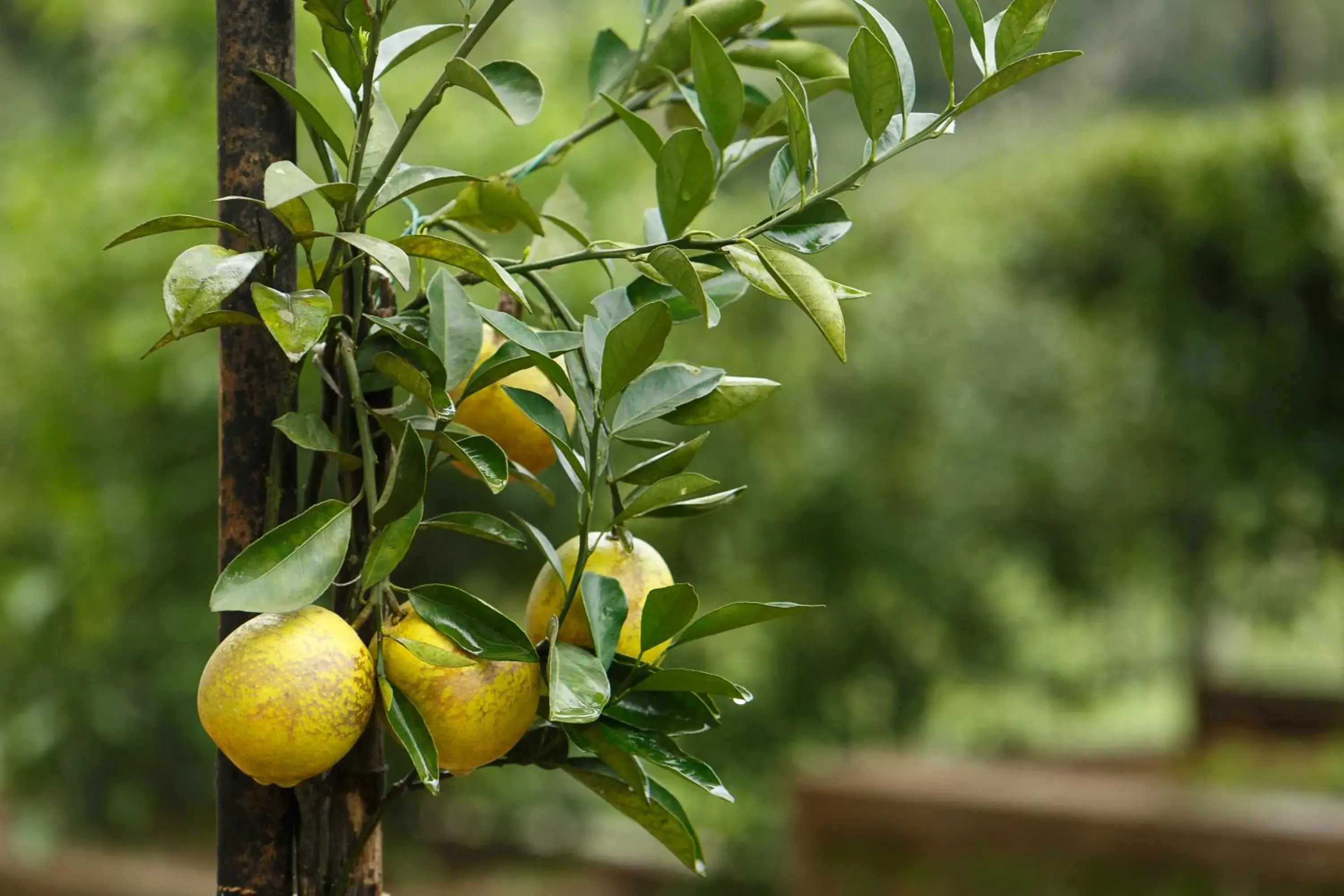Garden view in The Sanihara Hotel & Resort Garden view in The Sanihara Hotel & Resort
