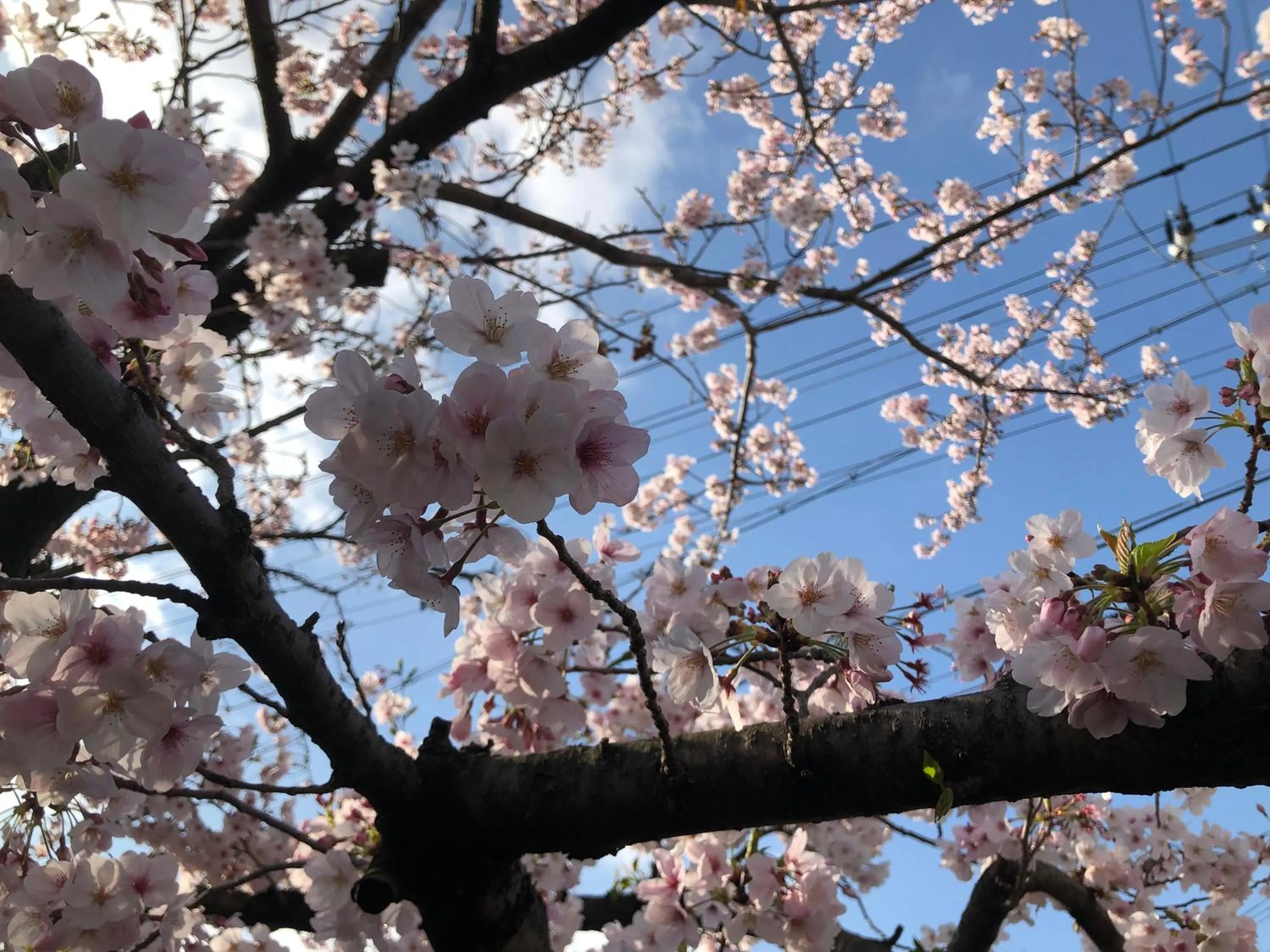 Spring in Masaru House