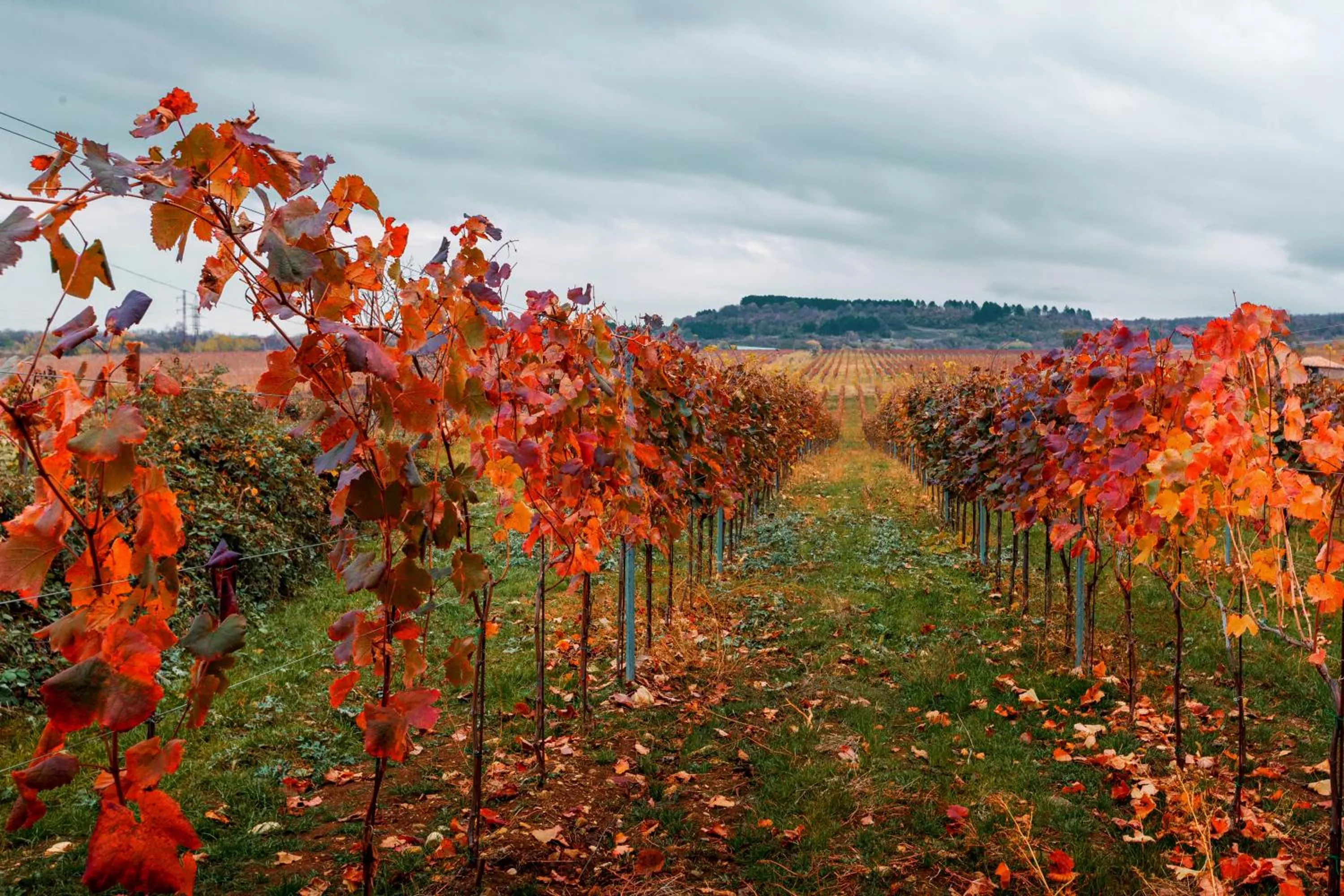 Neighbourhood in Park Hotel Tsinandali Estate