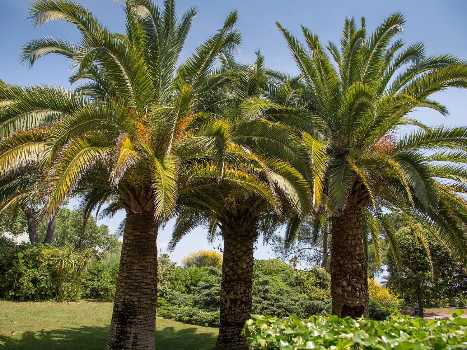 Garden in Hôtel Bahia