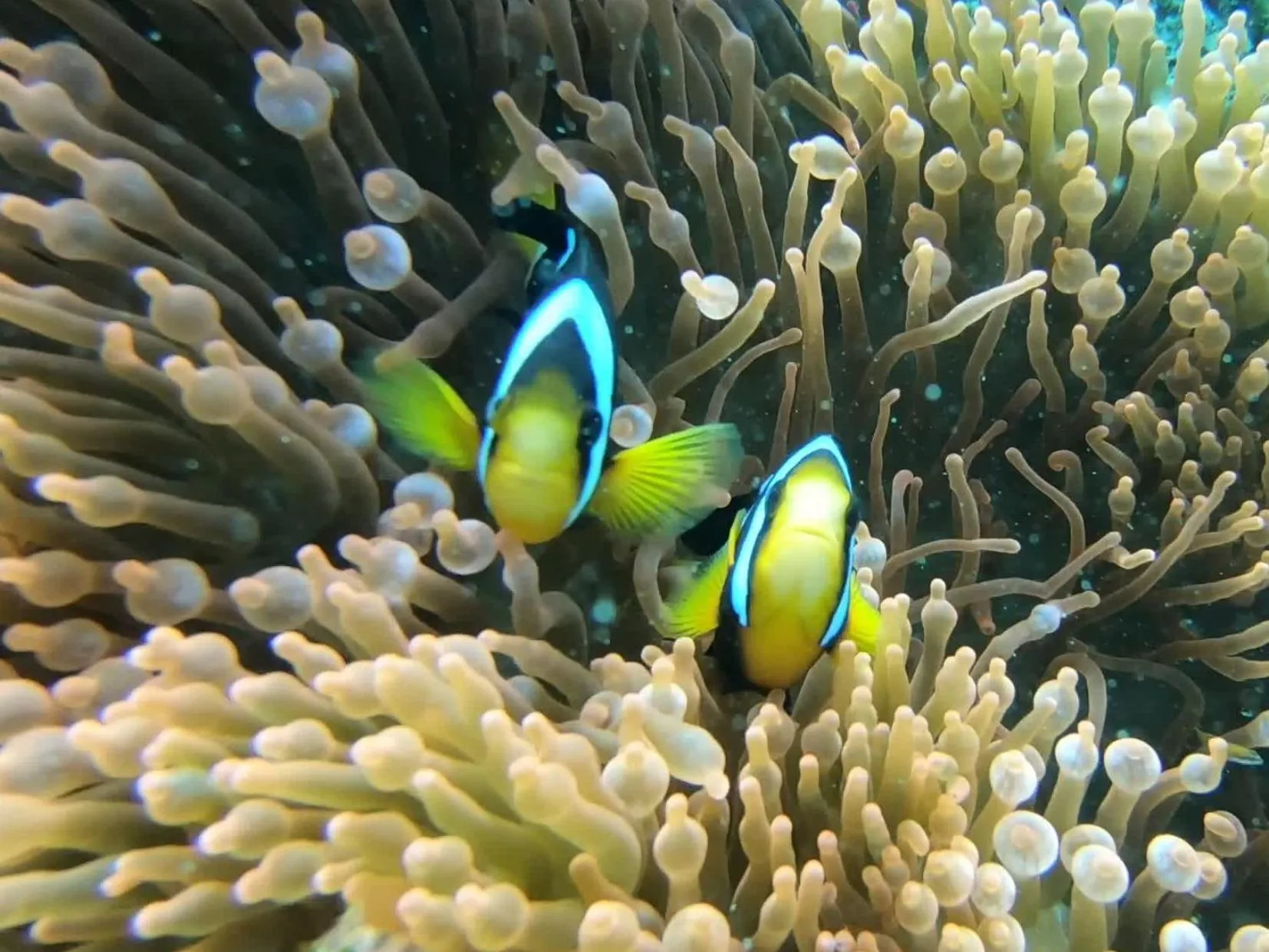 Animals in Dhangethi INN