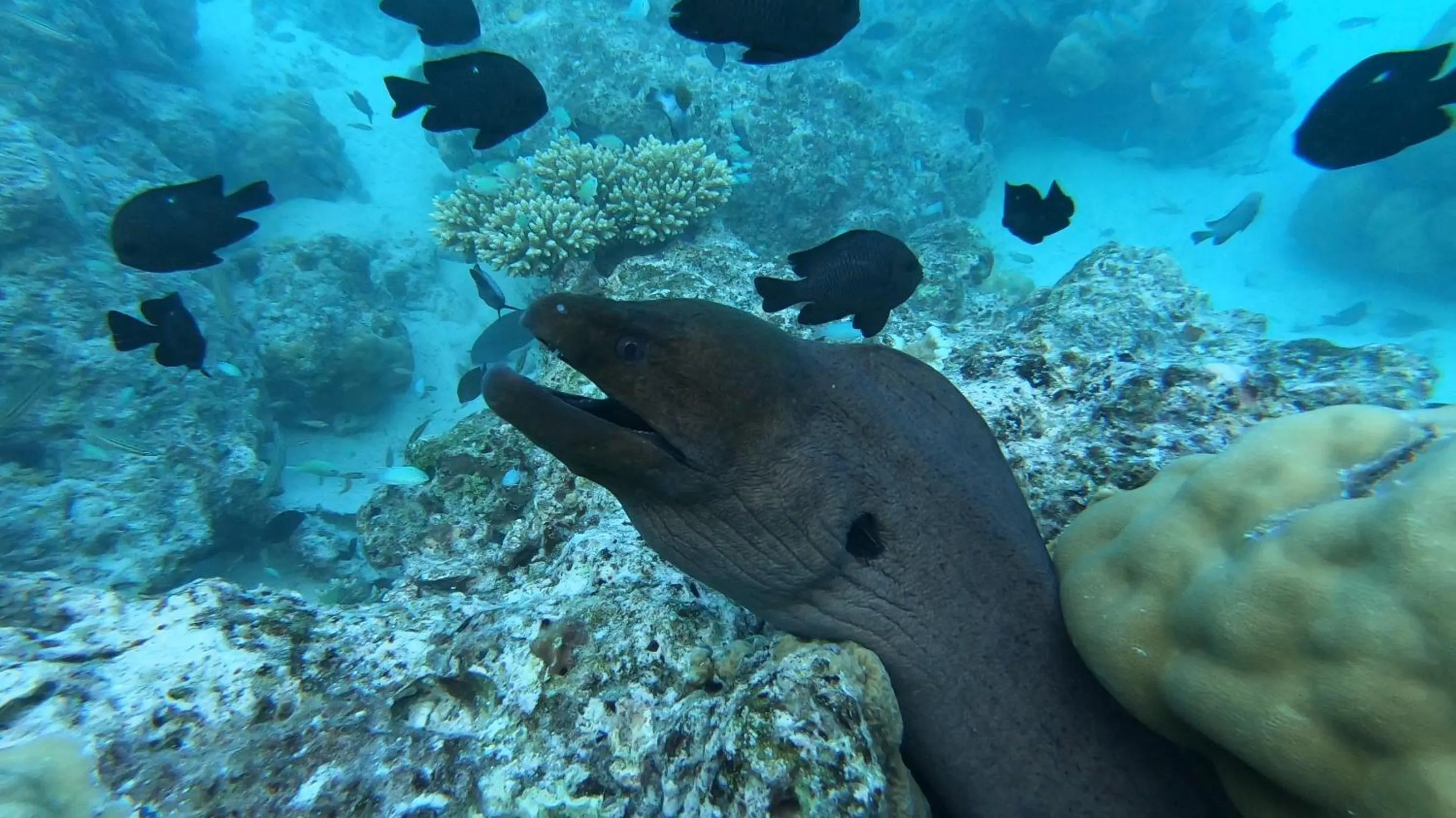 Animals in Dhangethi INN