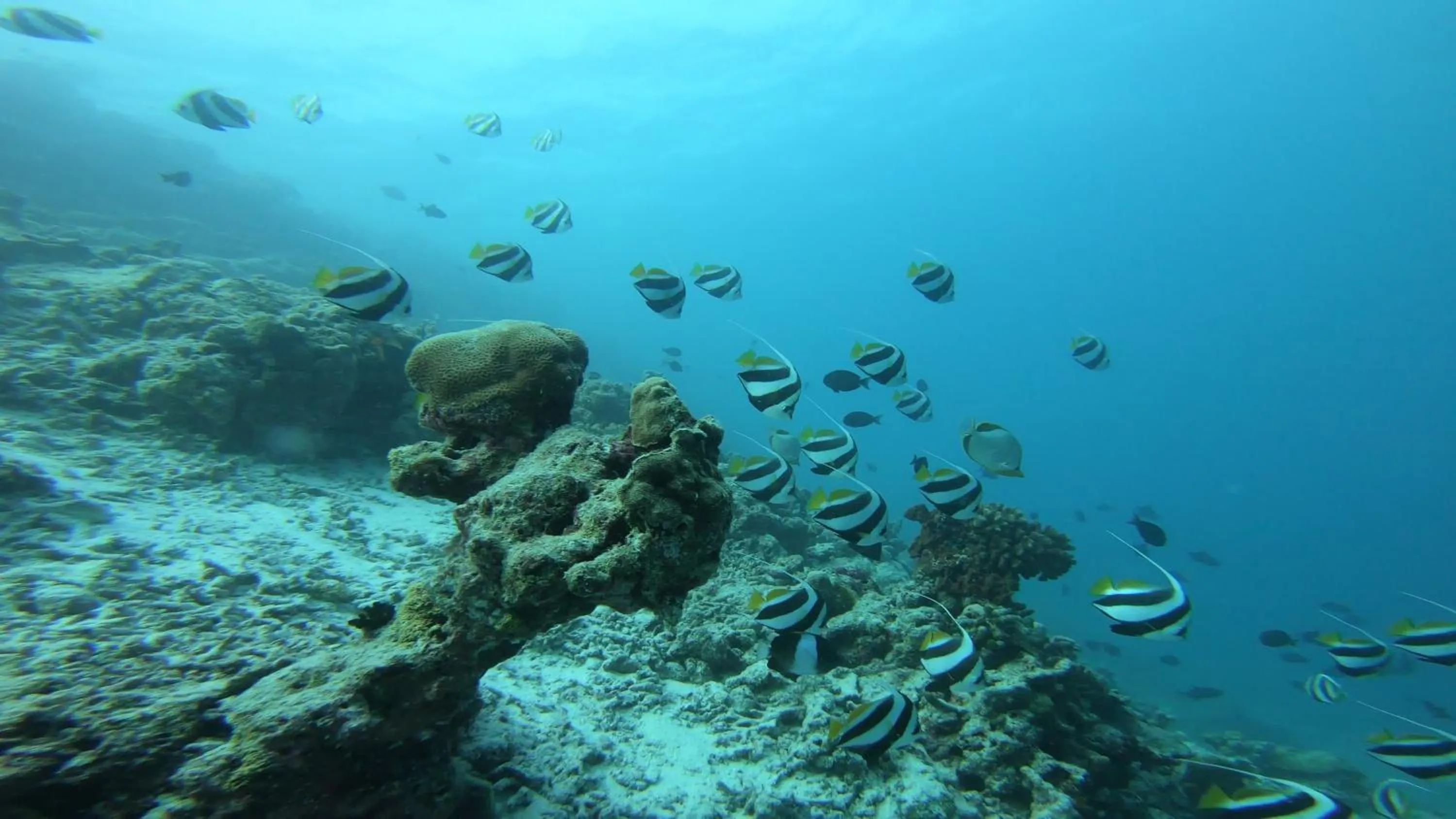 Snorkeling in Dhangethi INN