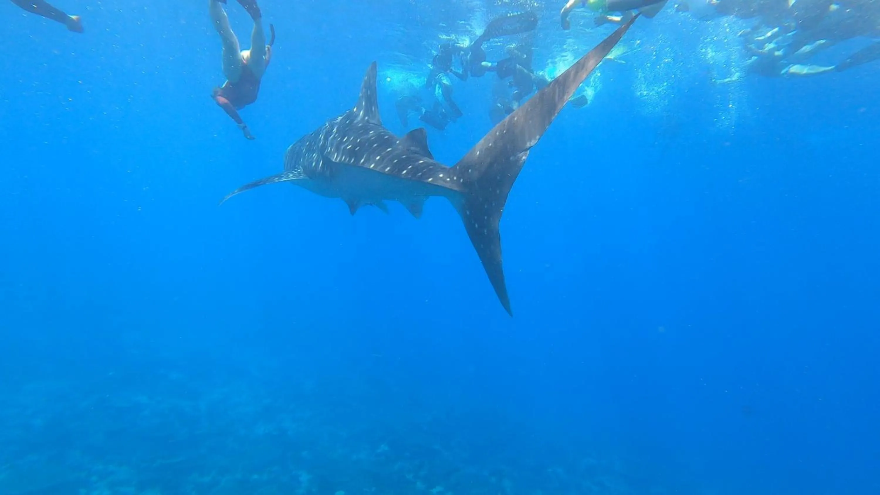 Snorkeling in Dhangethi INN