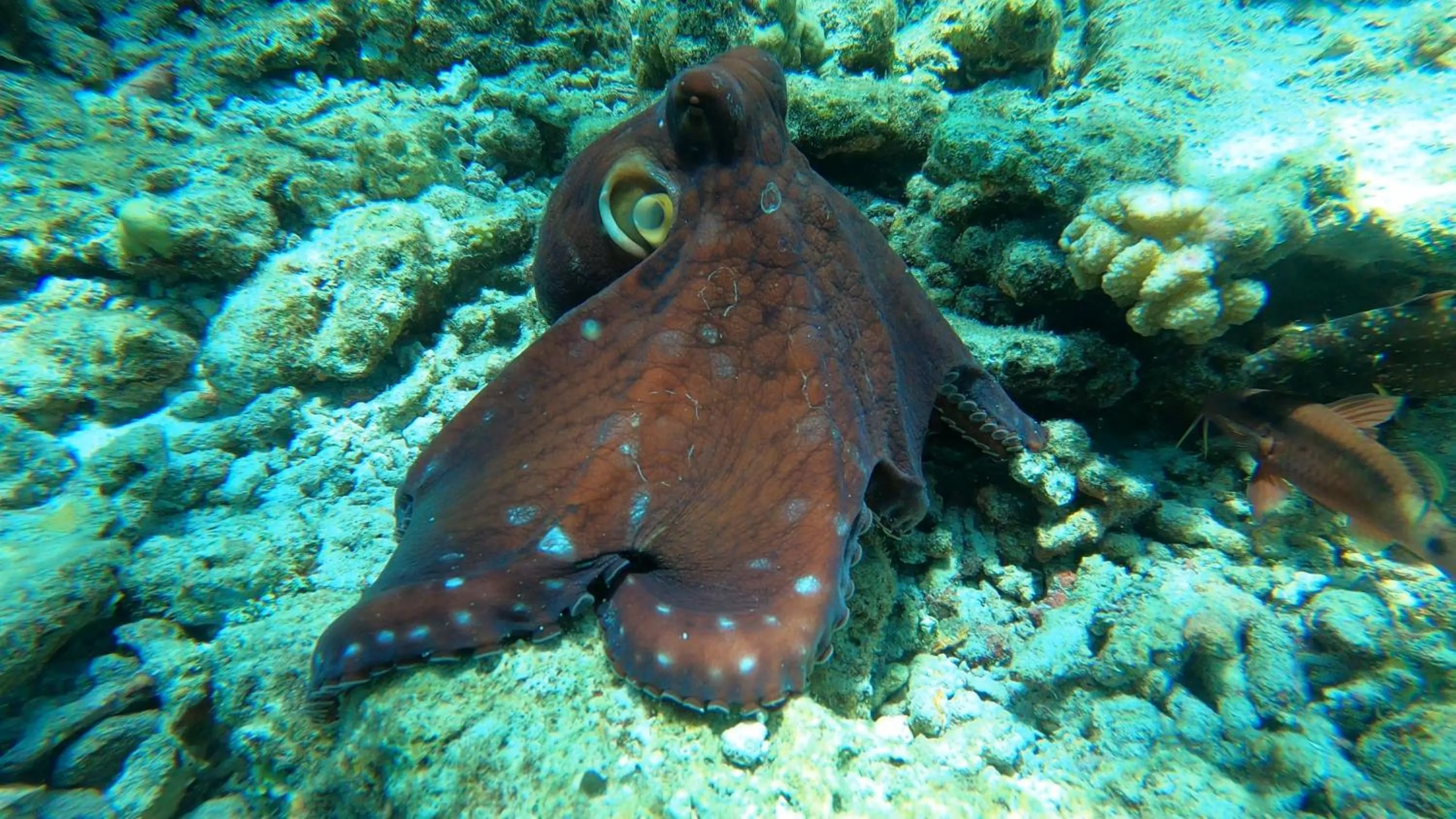Snorkeling in Dhangethi INN