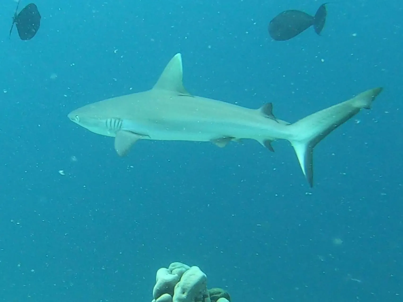 Animals in Dhangethi INN