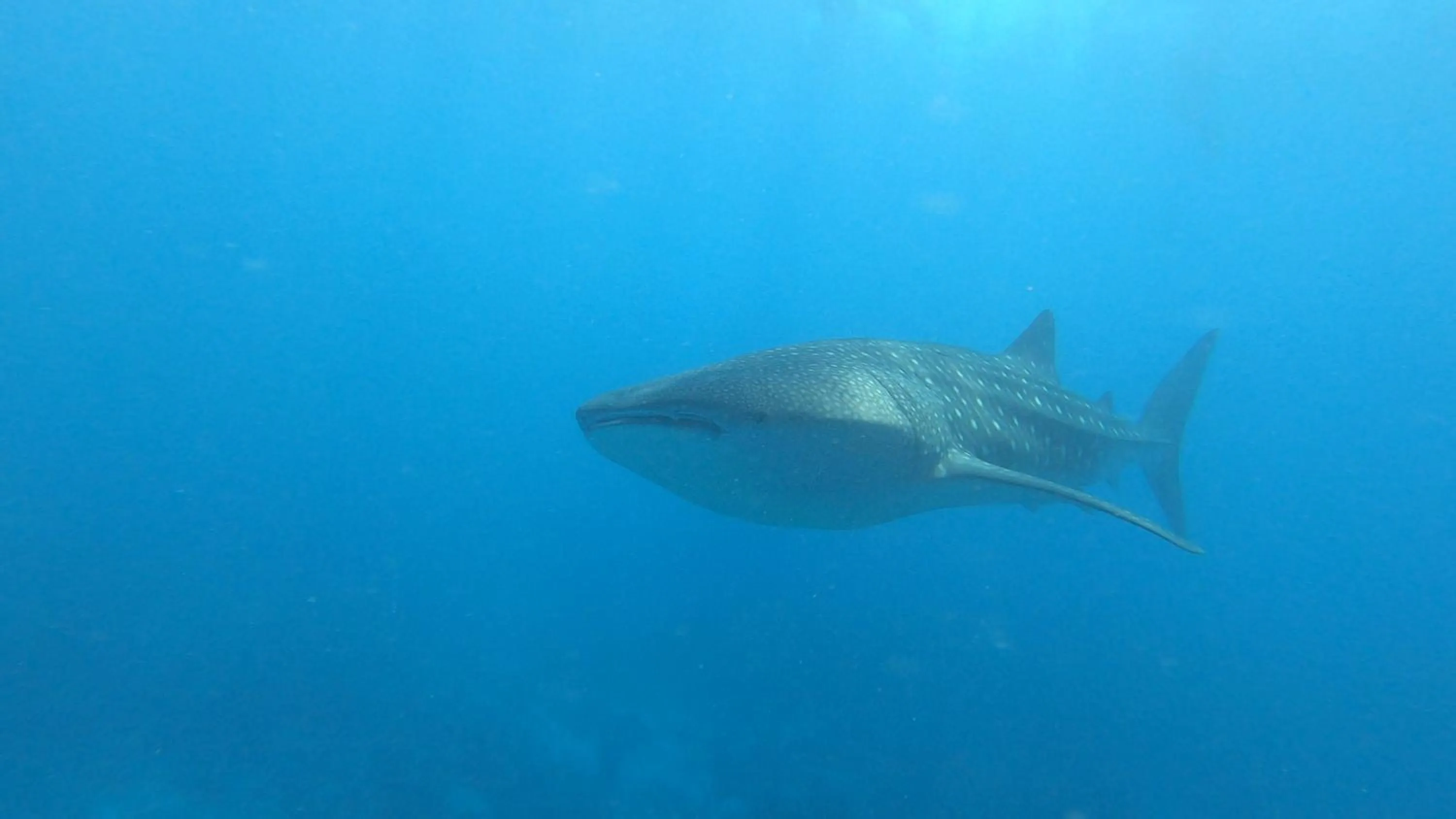 Snorkeling in Dhangethi INN