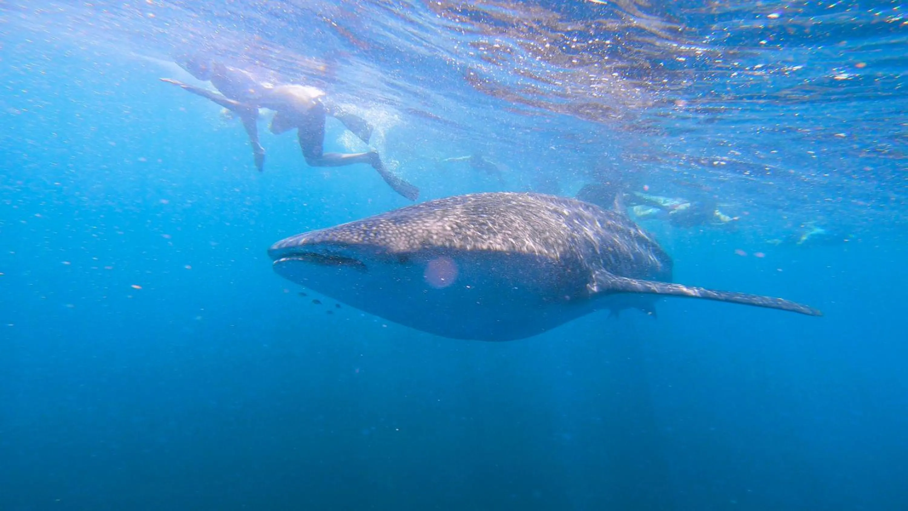 Snorkeling in Dhangethi INN