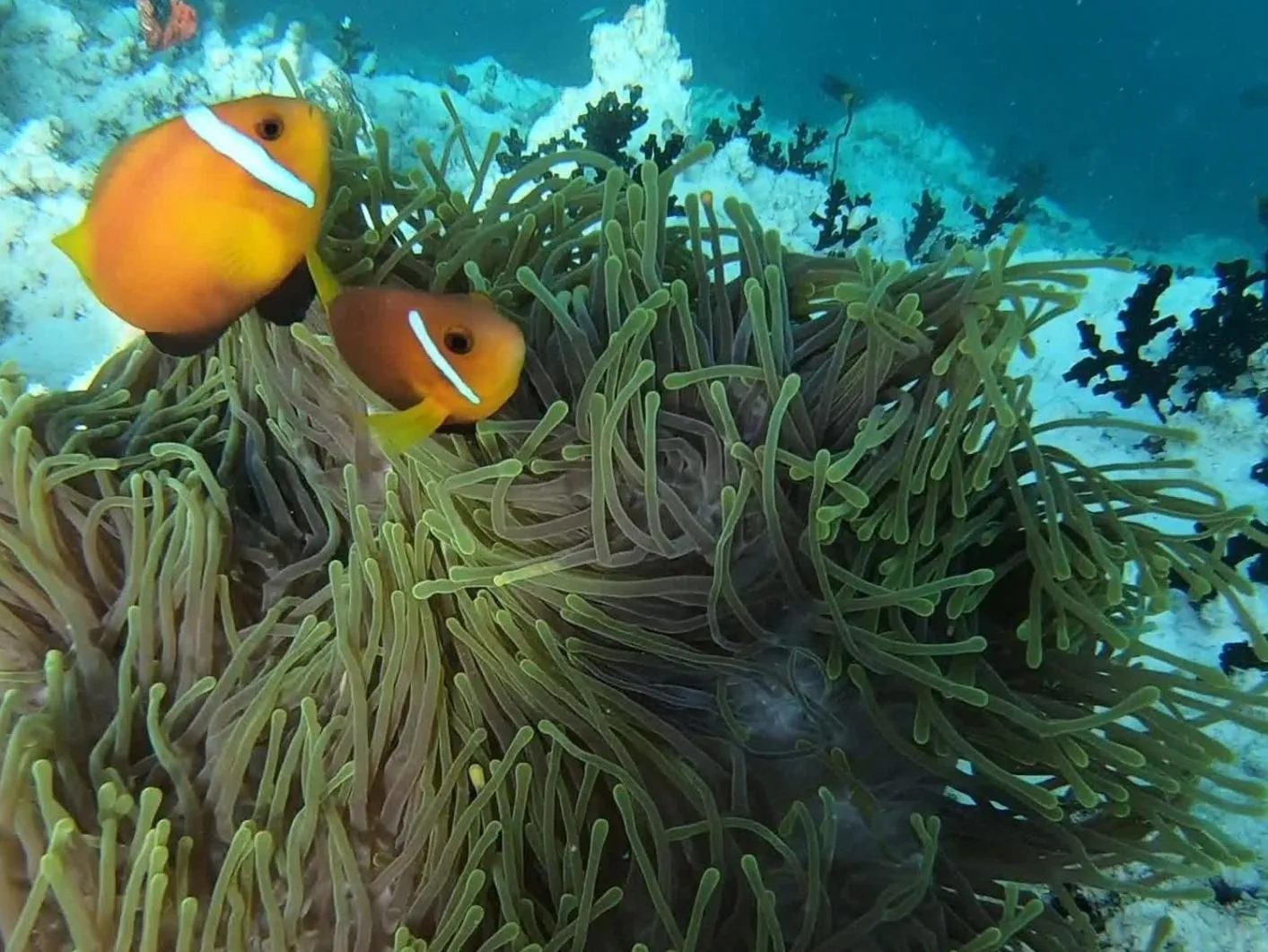 Snorkeling in Dhangethi INN