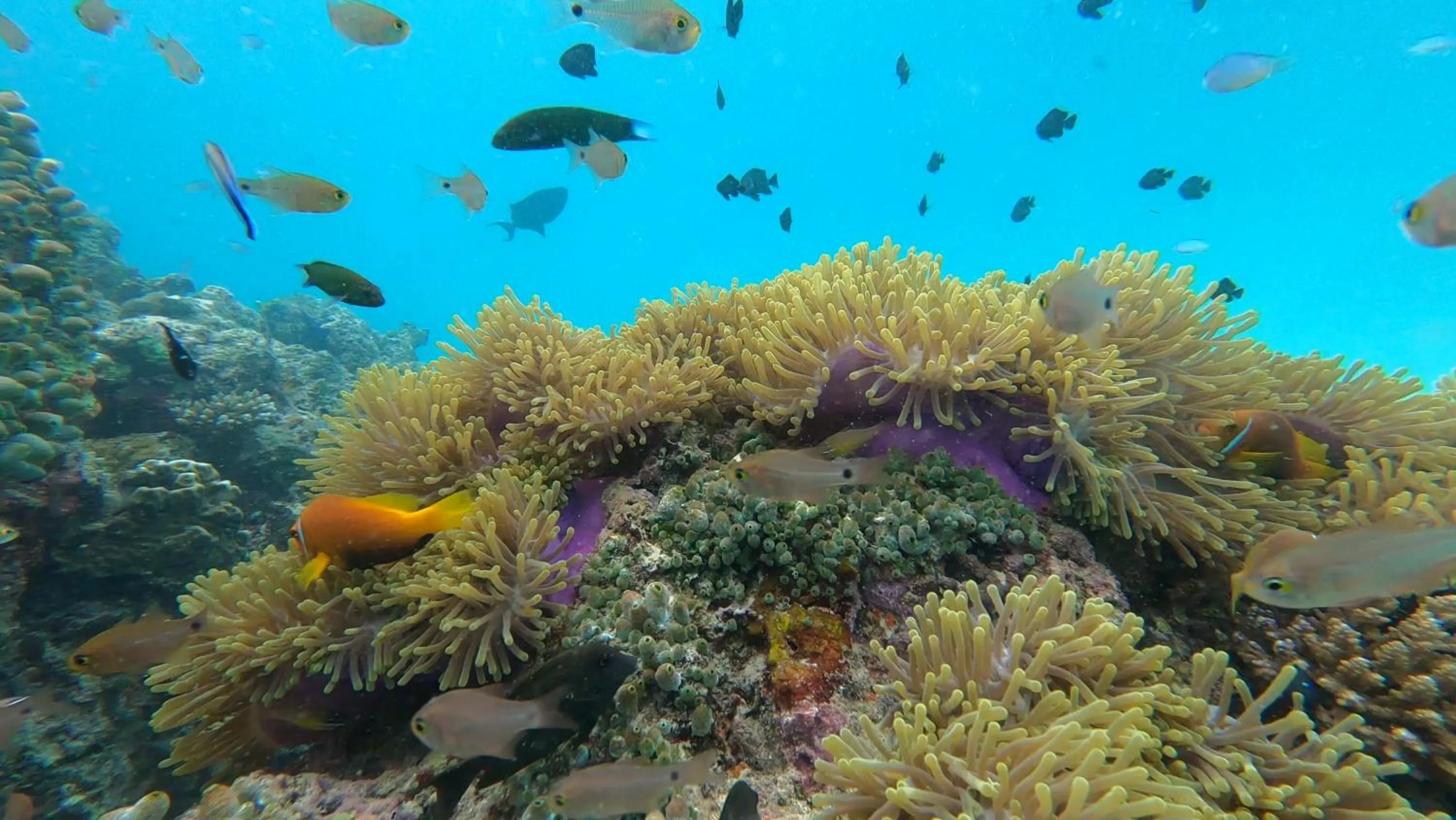 Snorkeling in Dhangethi INN
