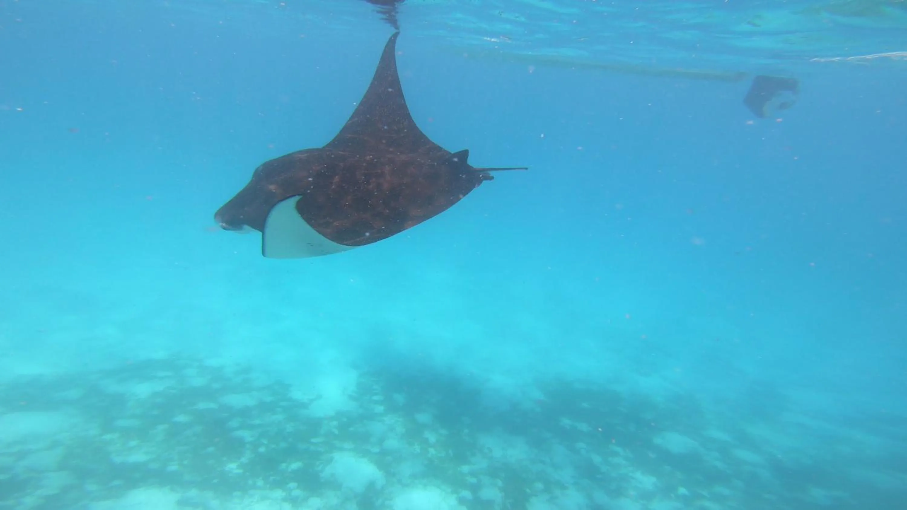 Snorkeling in Dhangethi INN