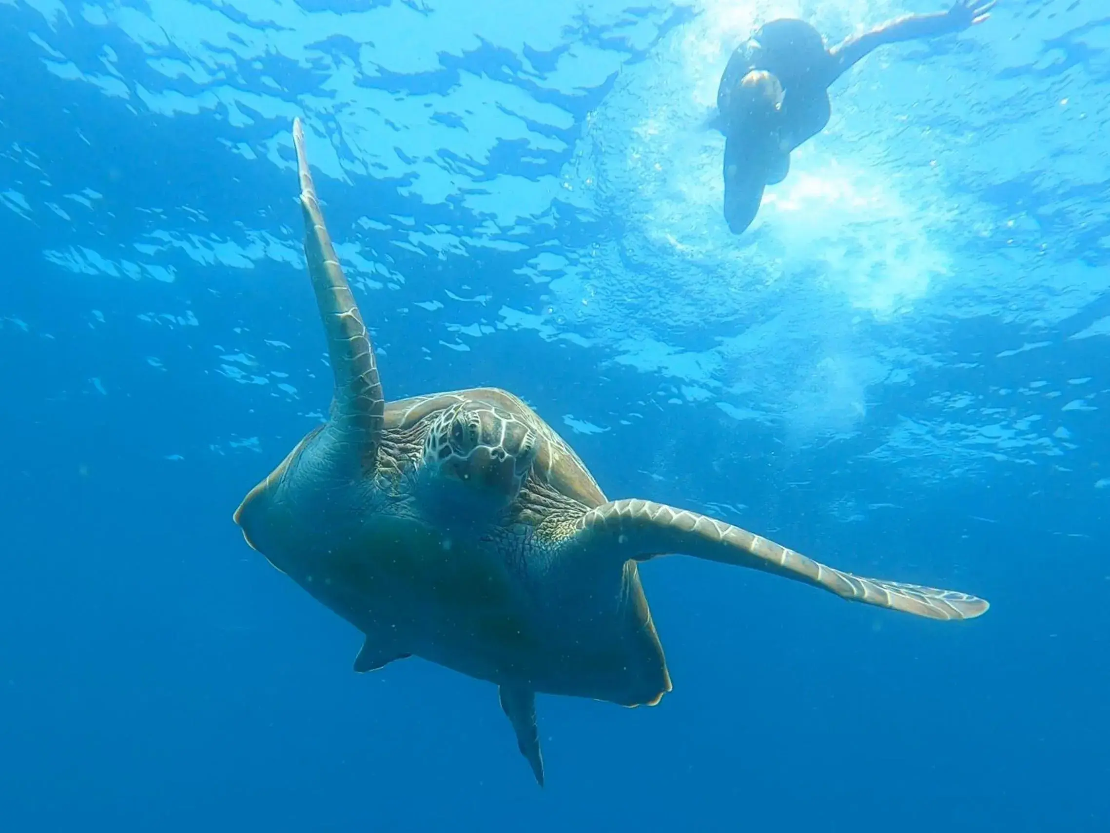 Dhangethi INN Dhangethi INN