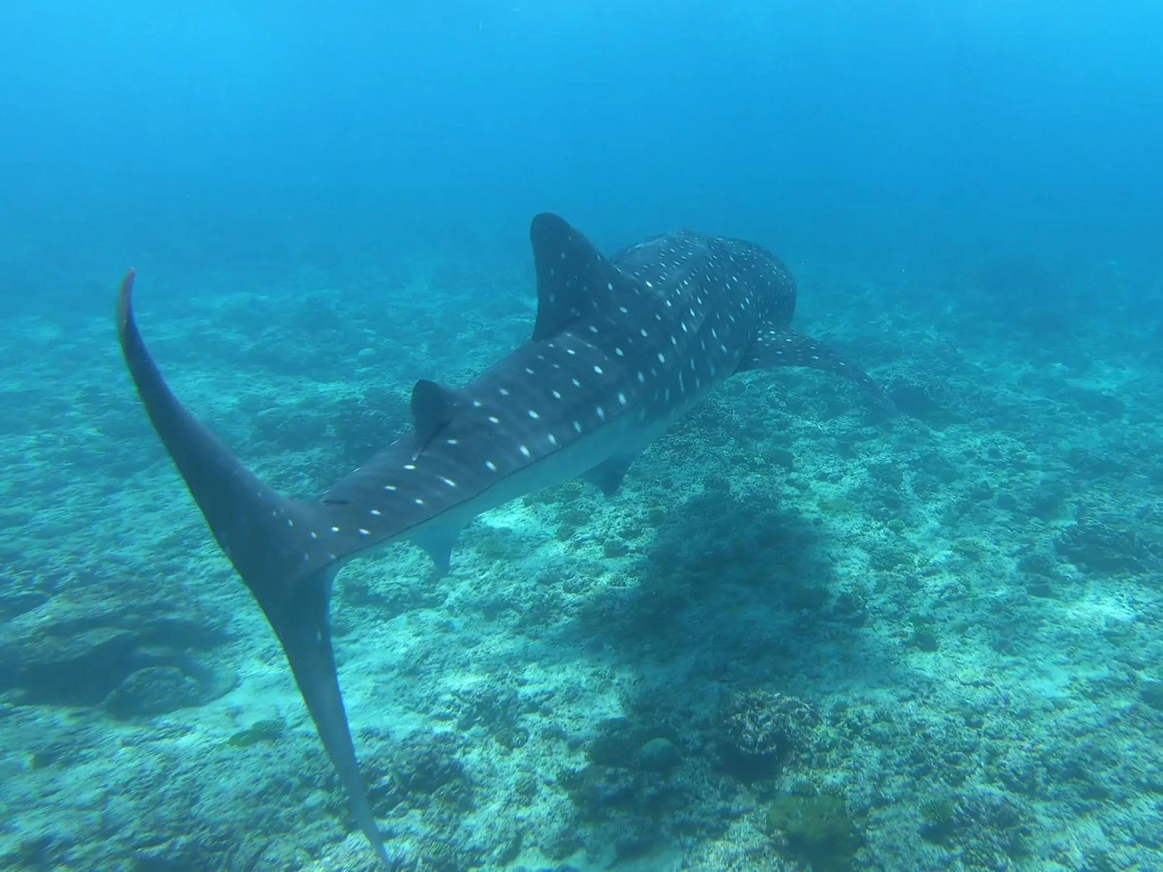 Animals in Dhangethi INN
