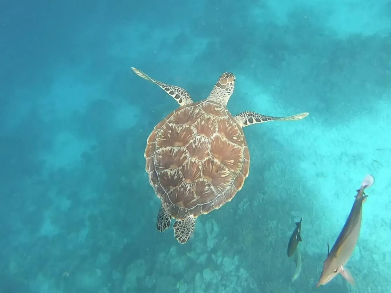 Snorkeling in Dhangethi INN