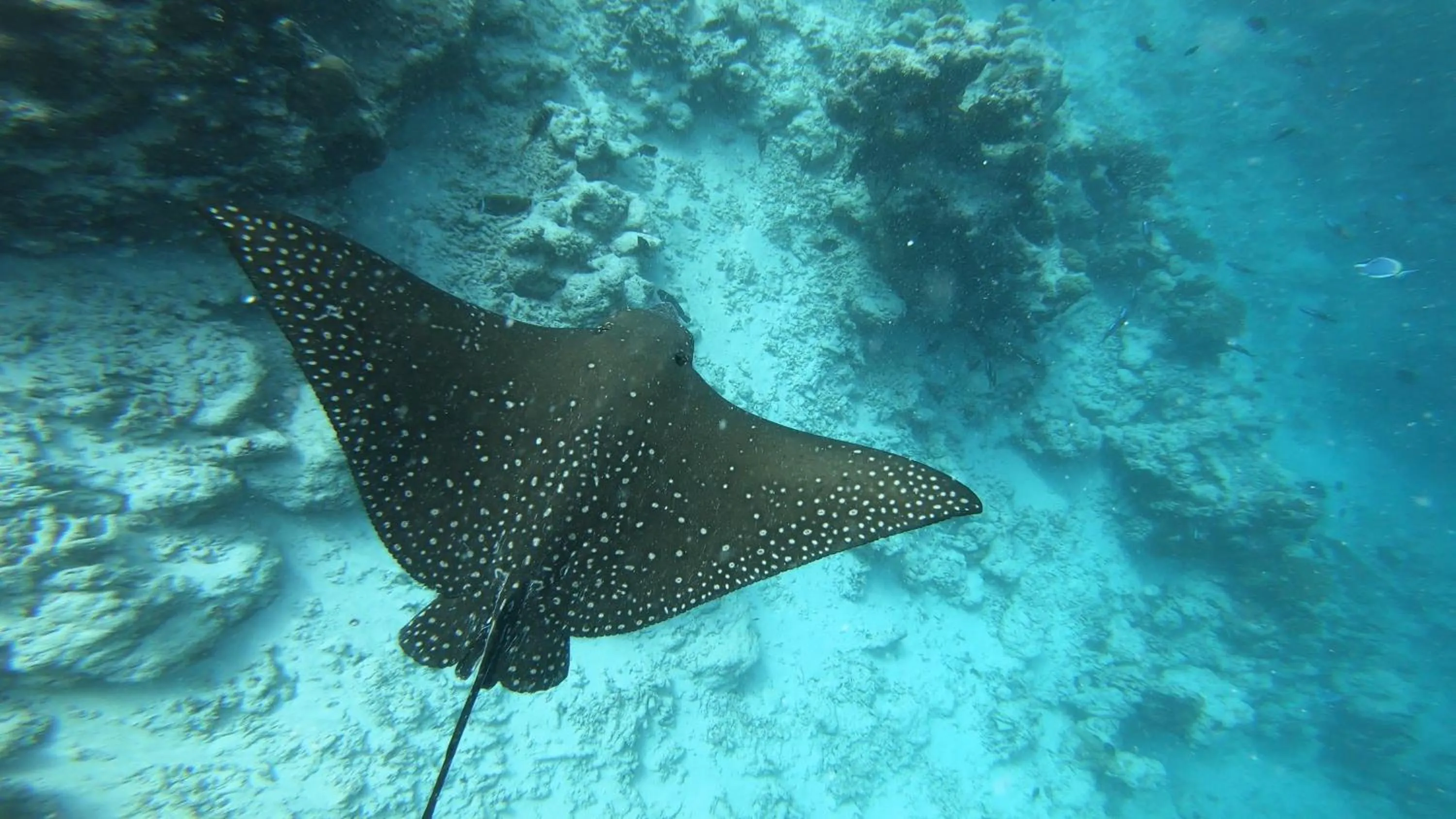 Snorkeling in Dhangethi INN