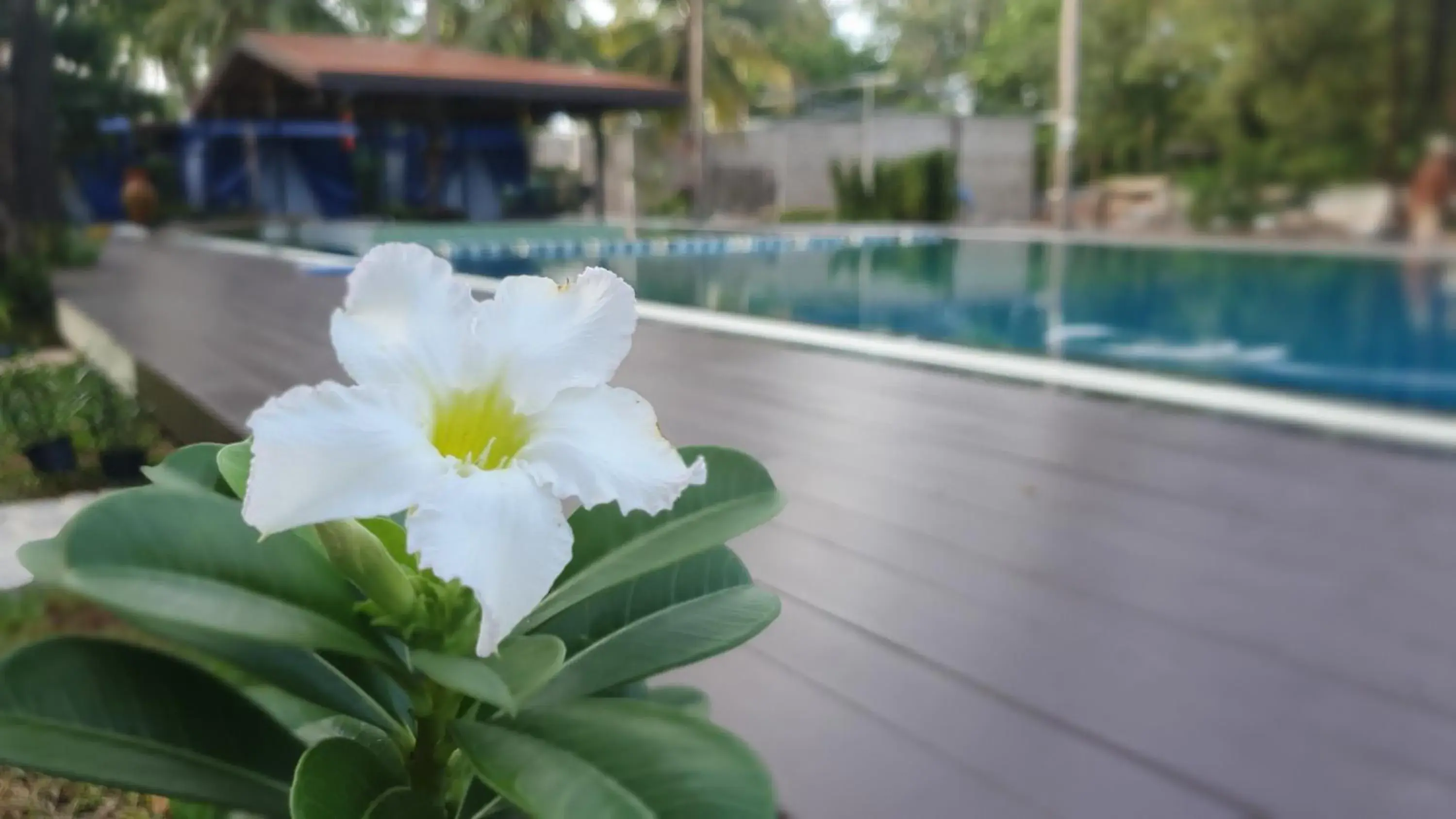 Swimming pool in Moonshine Resort Chumphon Swimming pool in Moonshine Resort Chumphon
