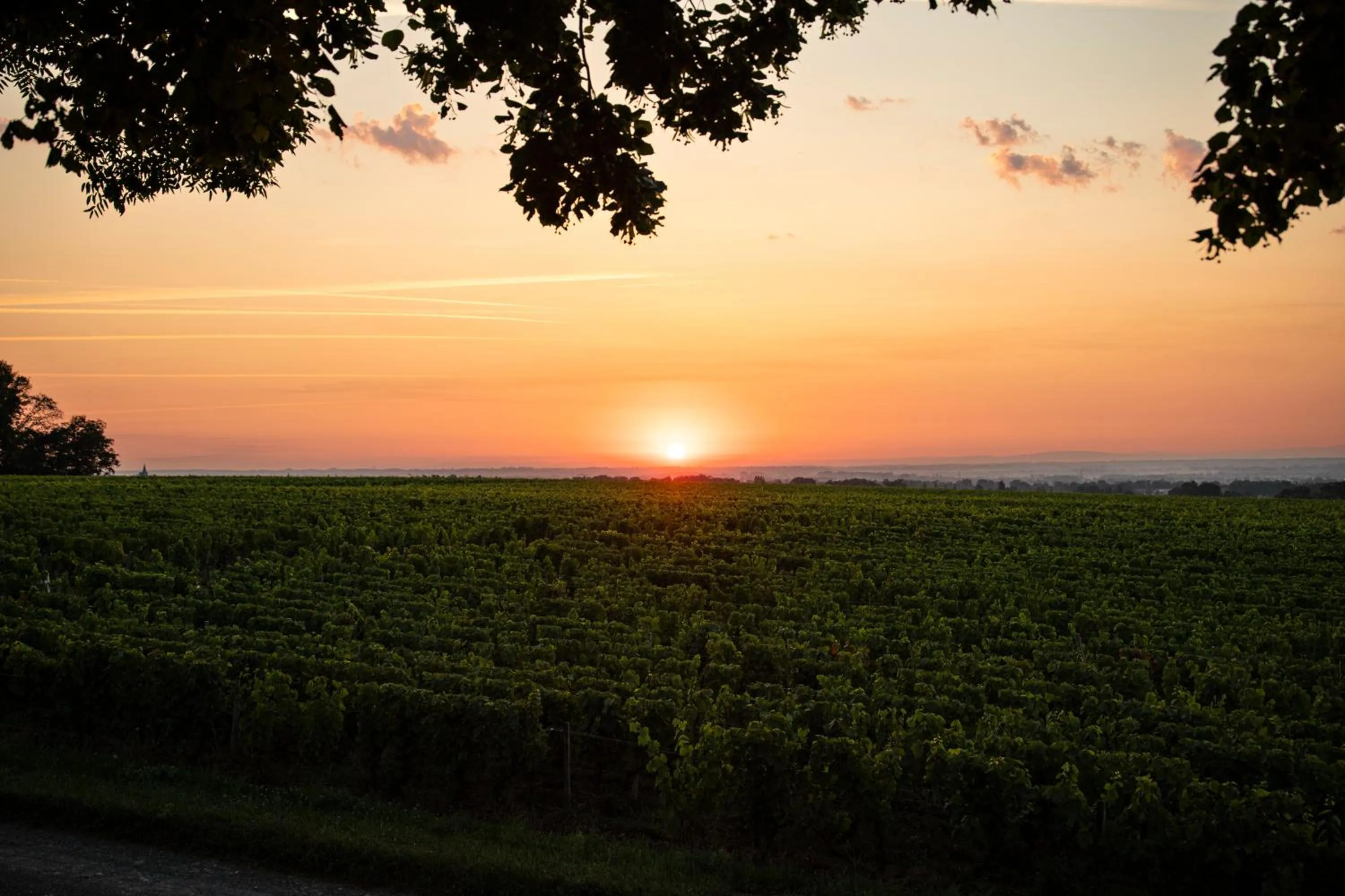 Other in Château de Pizay