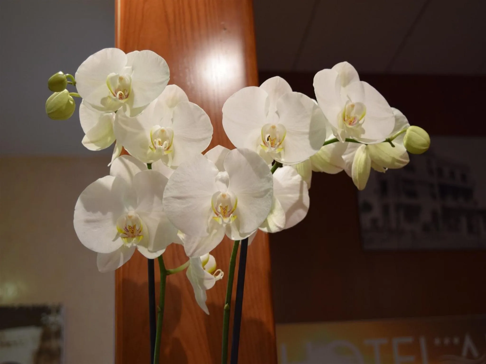 Communal lounge/ TV room in Hotel Aurea