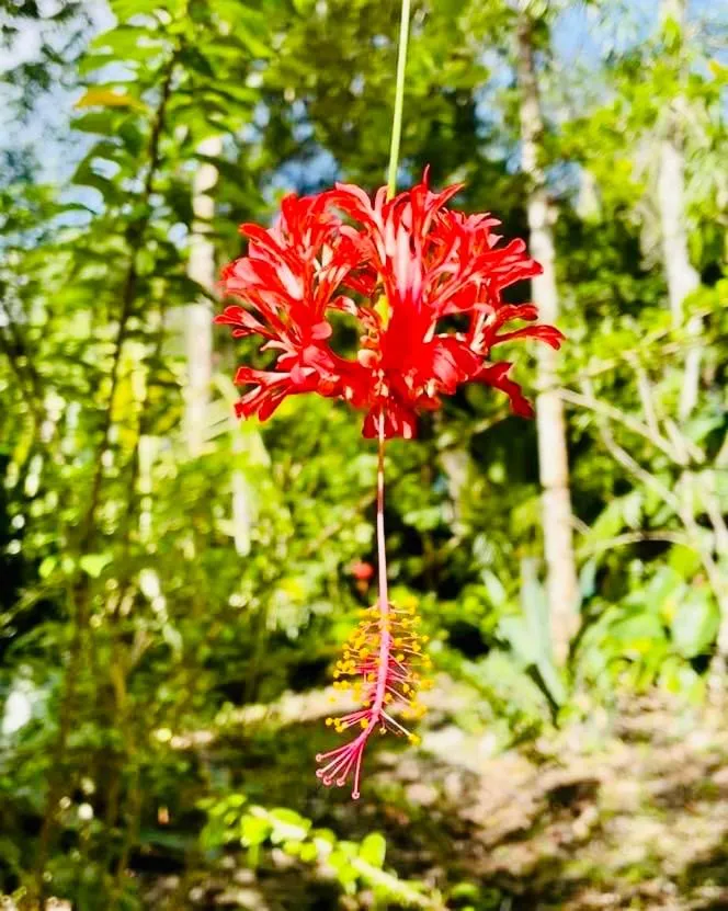 Garden in Mariposa Jungle Lodge