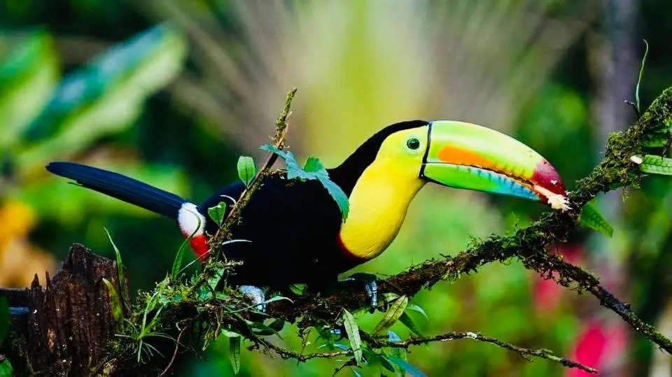 Decorative detail in Mariposa Jungle Lodge