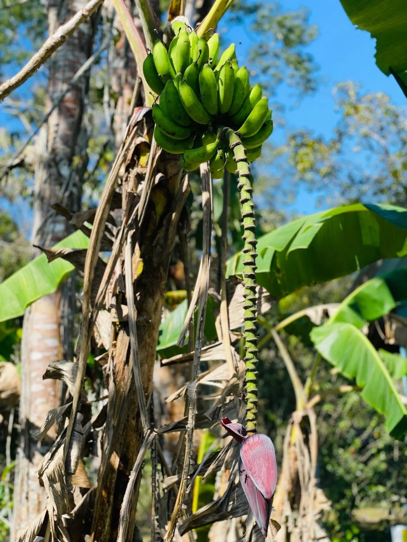 Garden in Mariposa Jungle Lodge