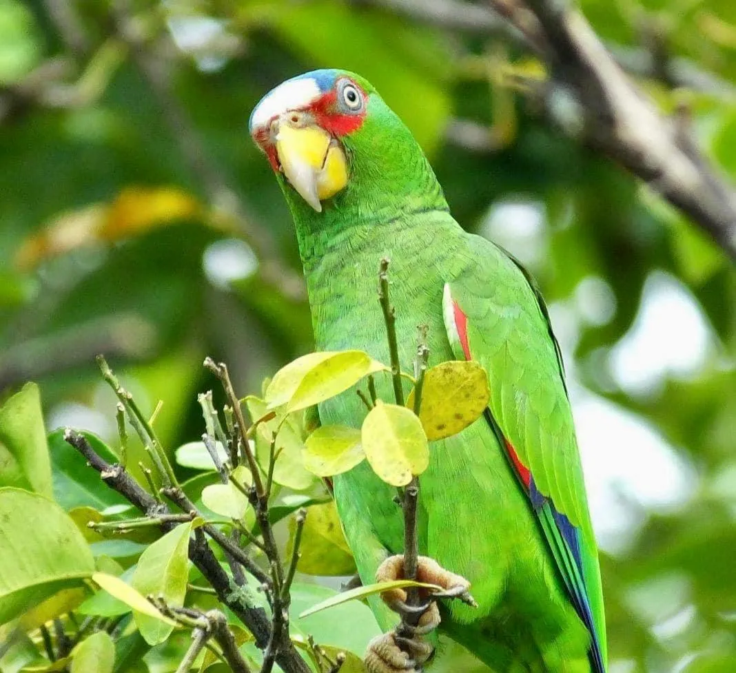 Animals in Mariposa Jungle Lodge