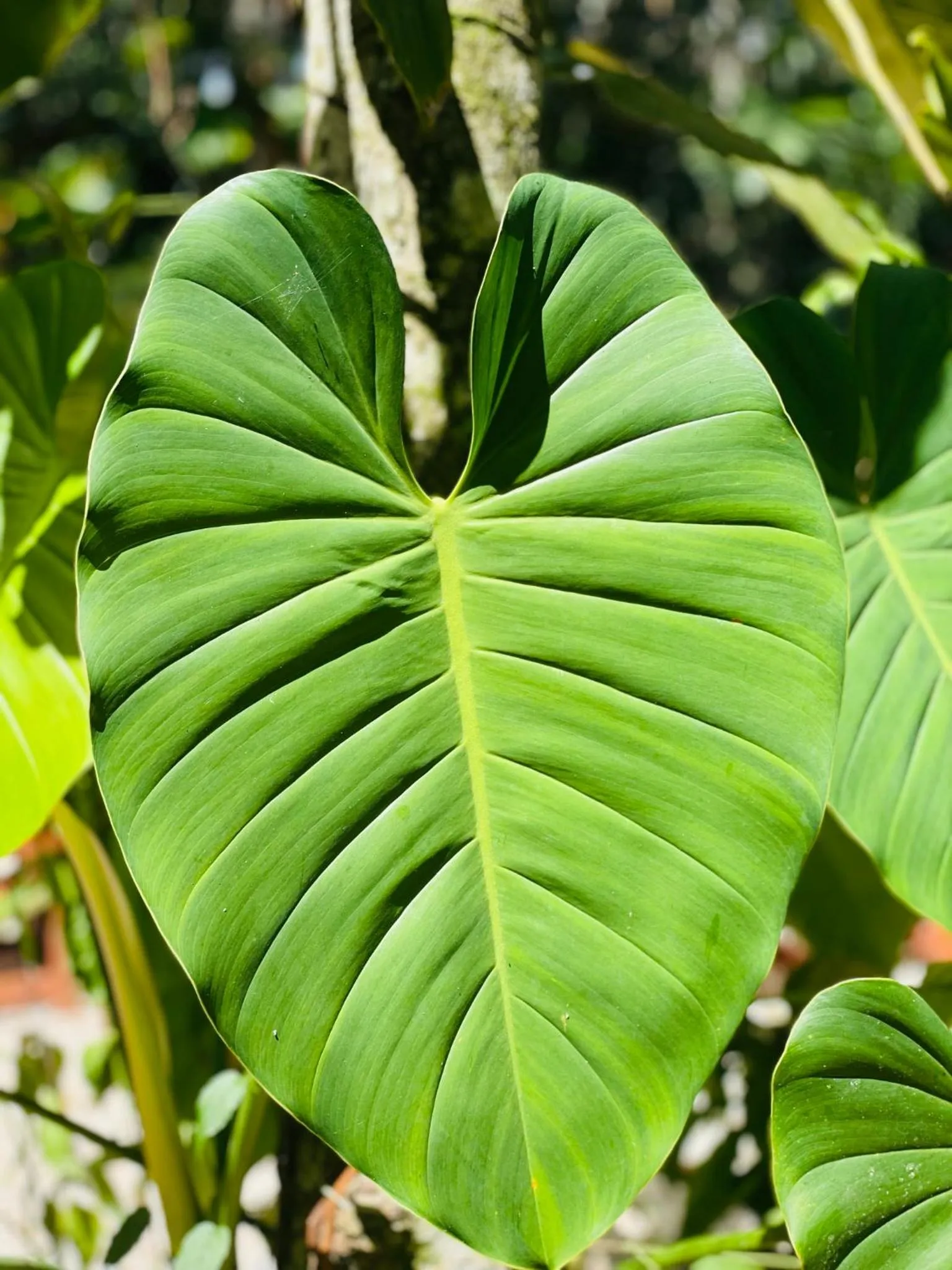 Garden in Mariposa Jungle Lodge