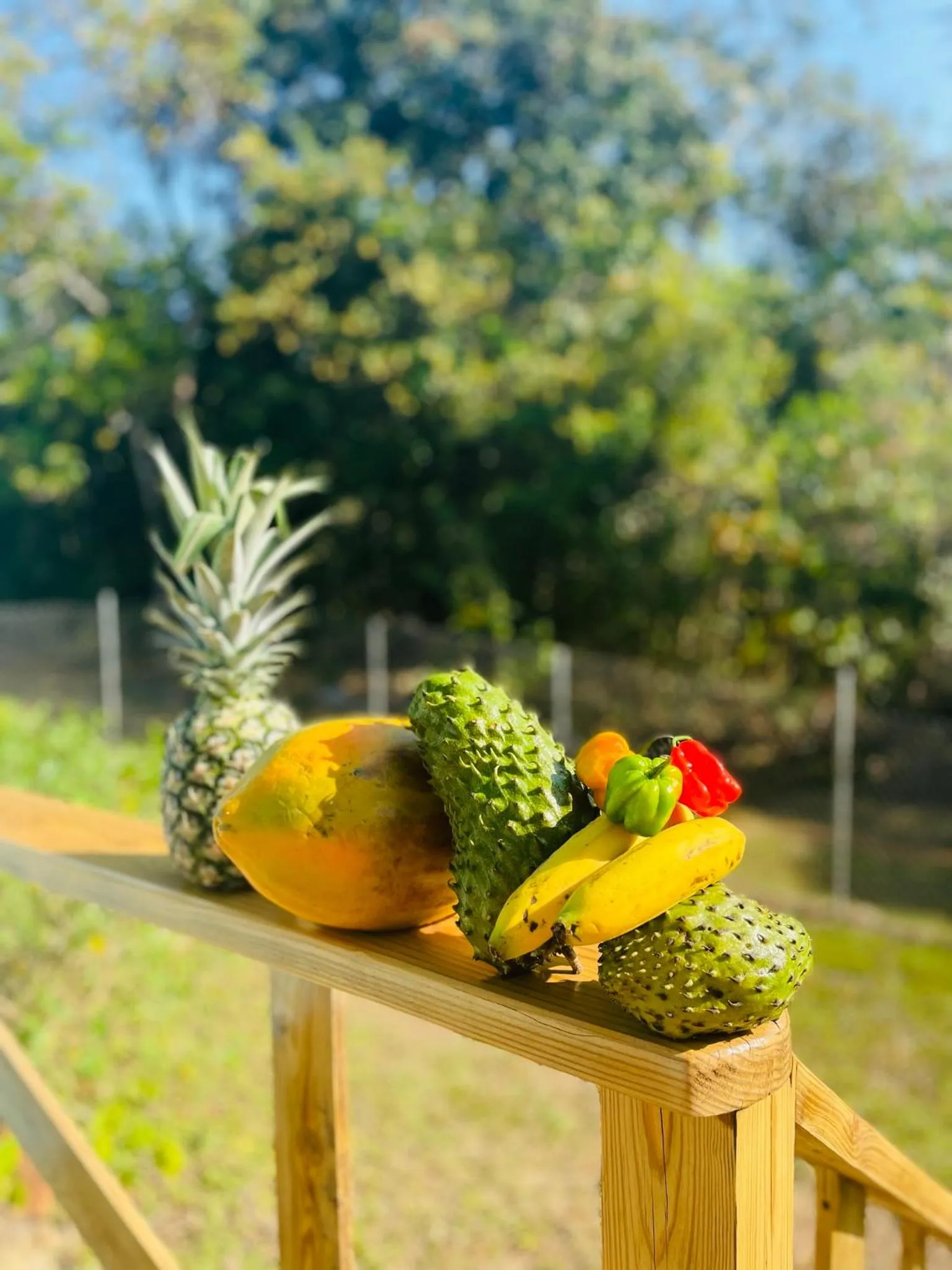 Garden in Mariposa Jungle Lodge