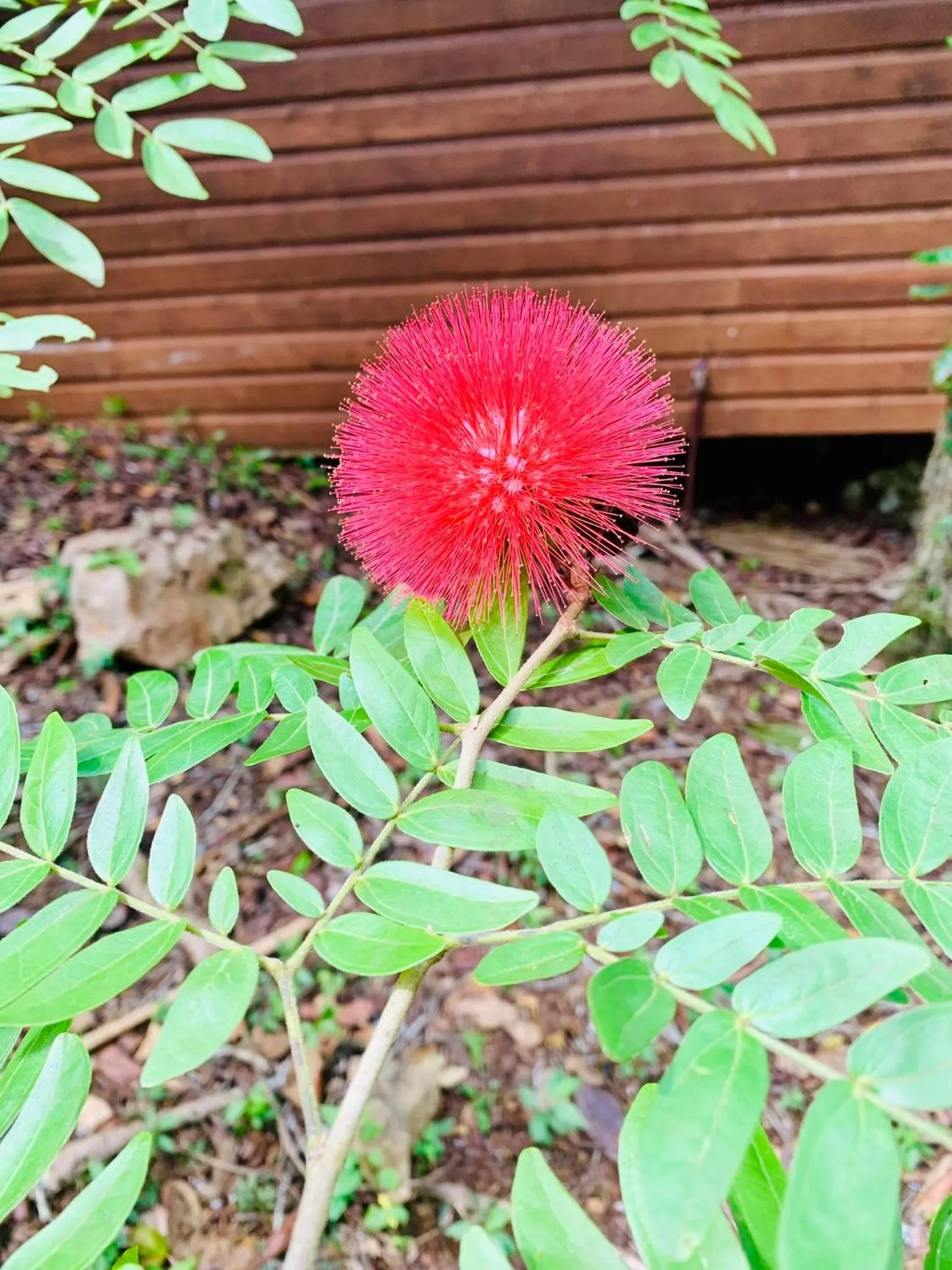 Garden in Mariposa Jungle Lodge