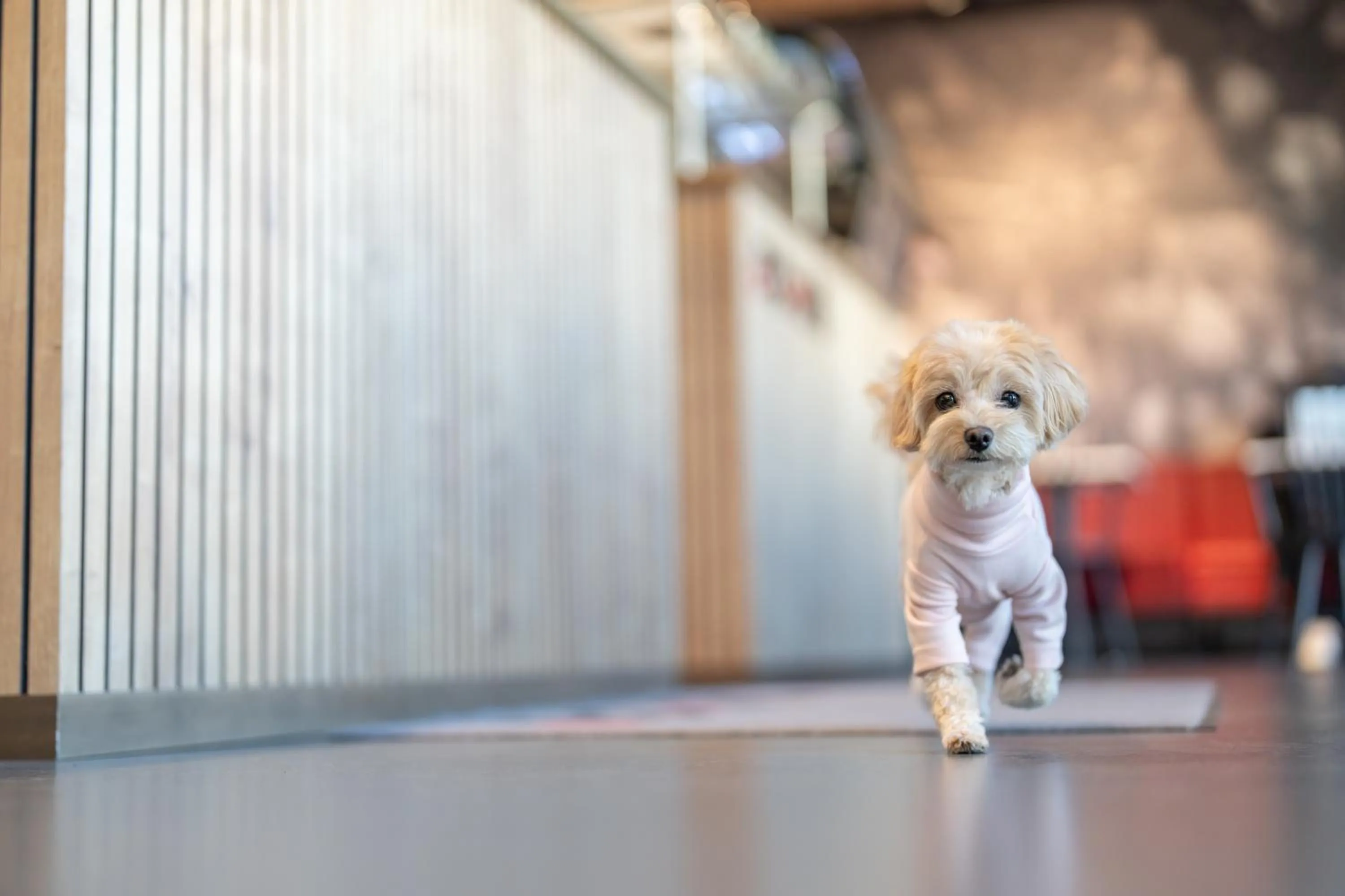 Pets in House of Records