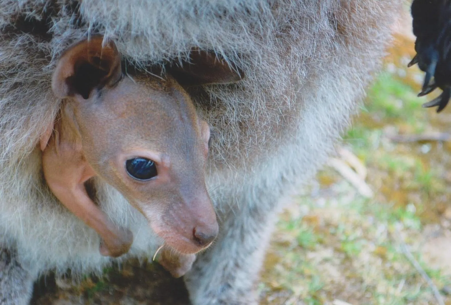 Animals in Lumera Eco Chalets
