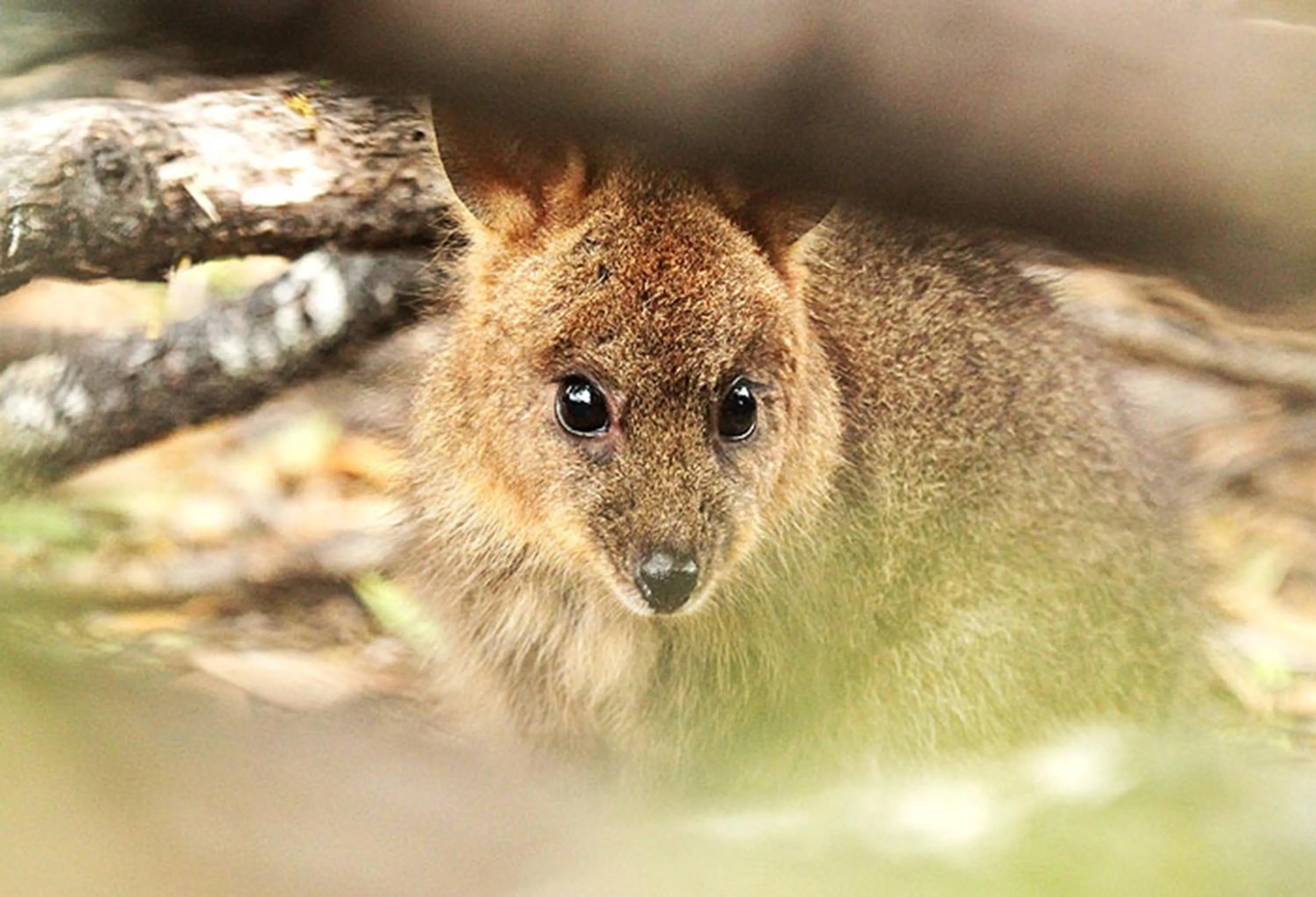 Animals in Lumera Eco Chalets